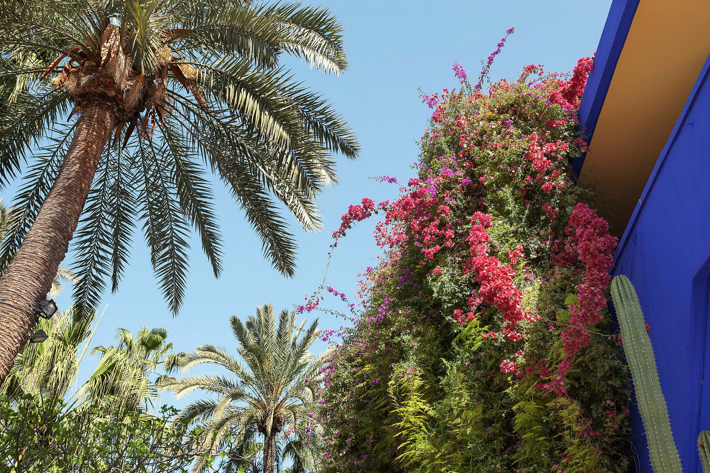 Et palmetre mot en klar blå himmel ved siden av en vegg med røde og rosa blomster og en blå bygning. (AI-generert tekst)