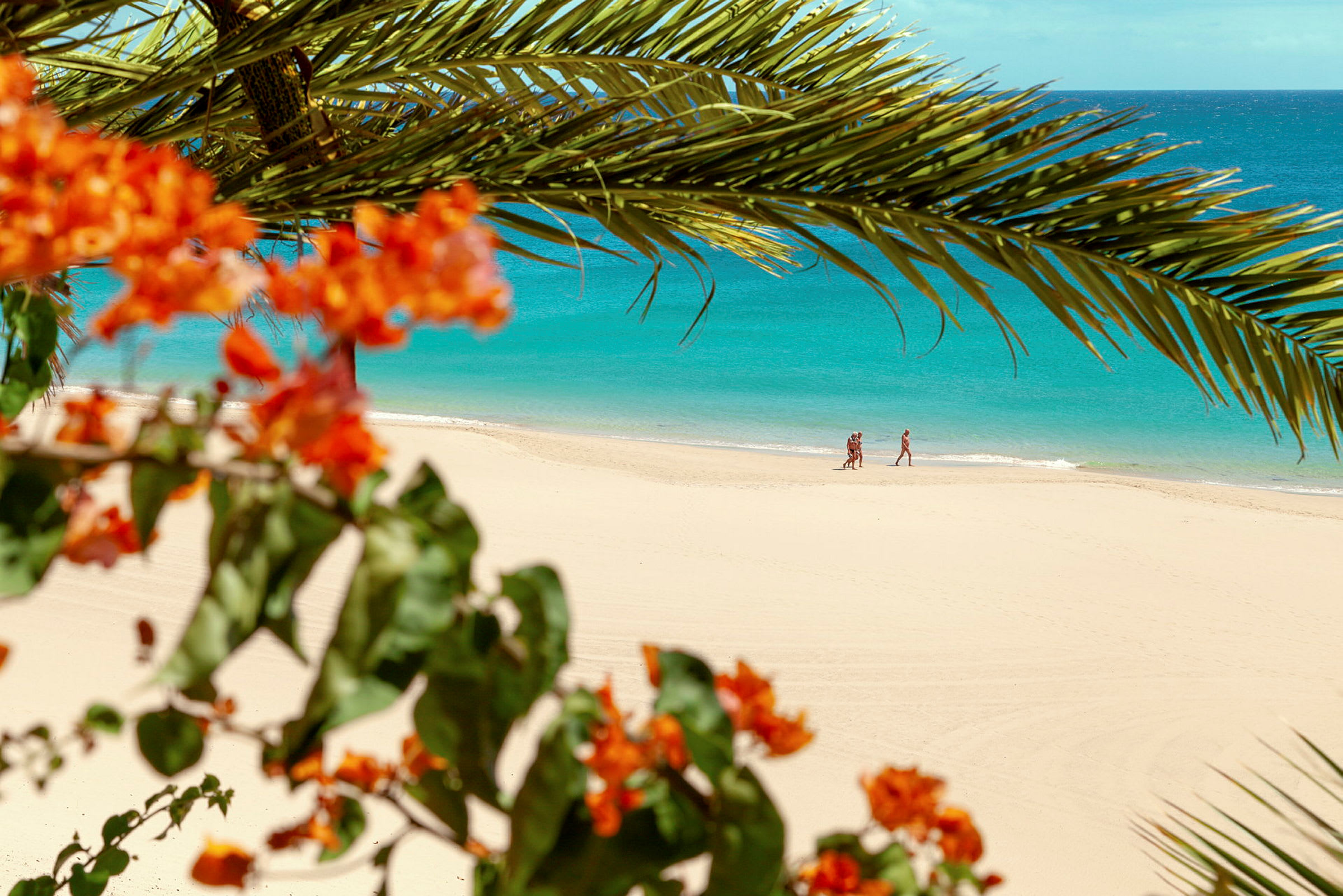 Strand med turkis vann, omgitt av palmeblader og røde blomster. (AI-generert tekst)