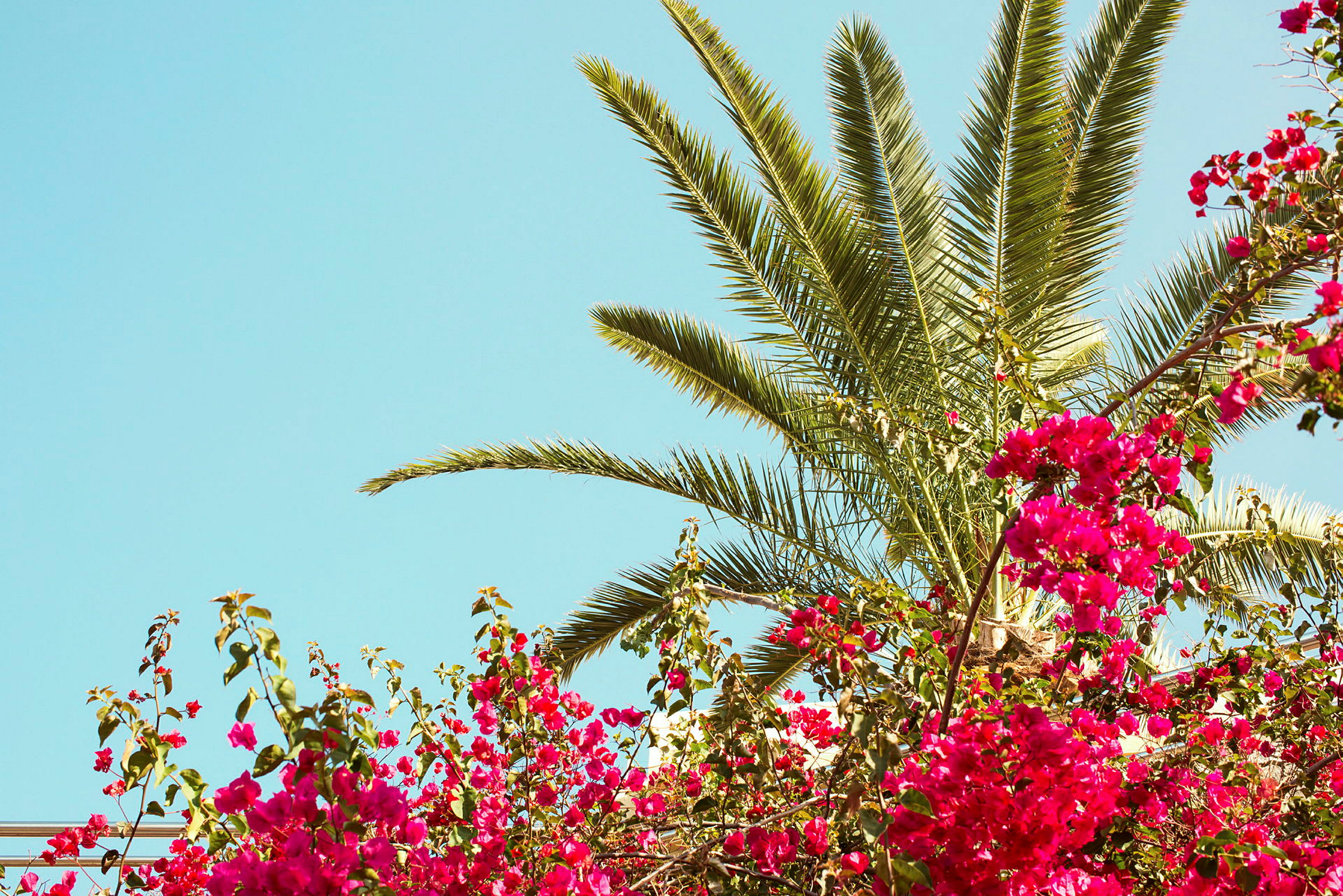 Palmer og rosa blomster mot en klar blå himmel. (AI-generert tekst)