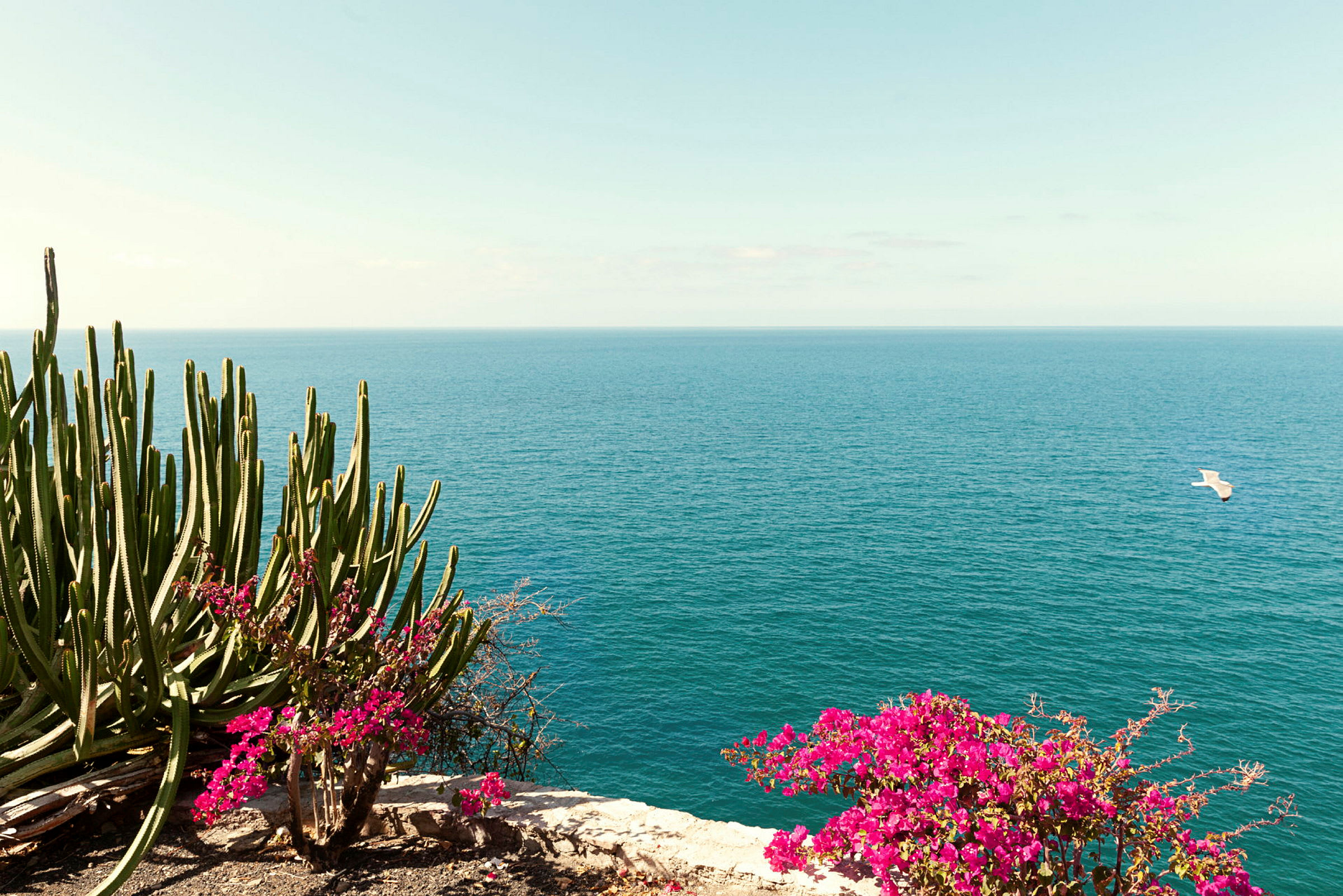 Kaktuser og rosa blomster ved havet med en klar himmel over. (AI-generert tekst)