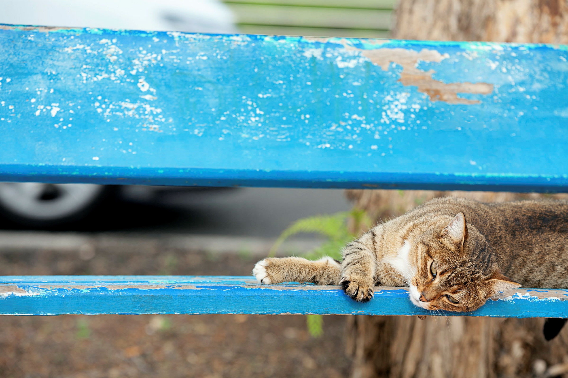 En katt ligger på en blå trebenk utendørs. (AI-generert tekst)