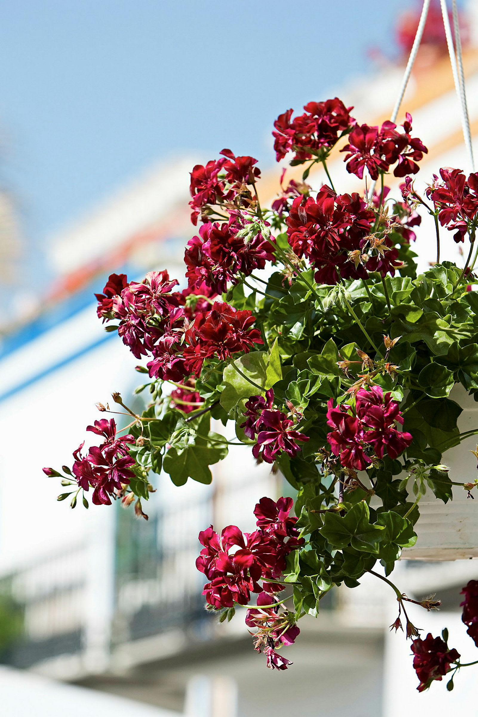 En potte med røde blomster som henger i luften, i bakgrunnen vises en hvit bygning og blå himmel. (AI-generert tekst)