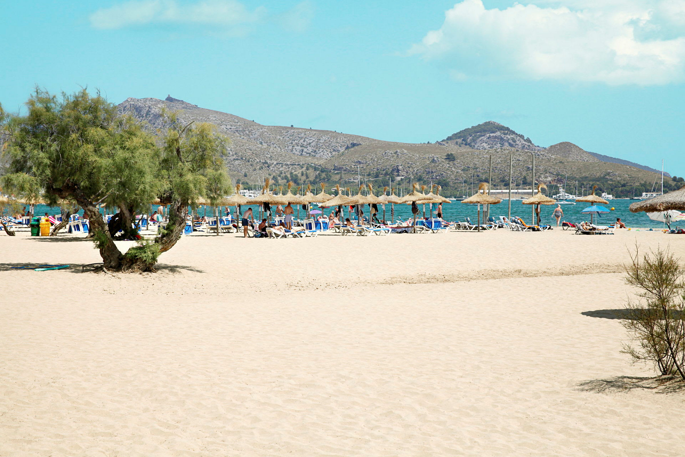 Strand med en palmelignende plante i forgrunnen, solsenger og parasoller lenger bak og fjell i bakgrunnen. (AI-generert tekst)