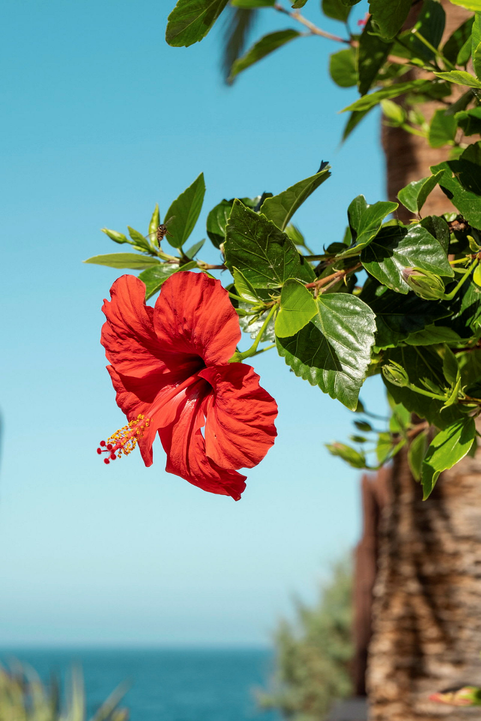 Rød hibiskusblomst mot en bakgrunn av himmel og hav. (AI-generert tekst)