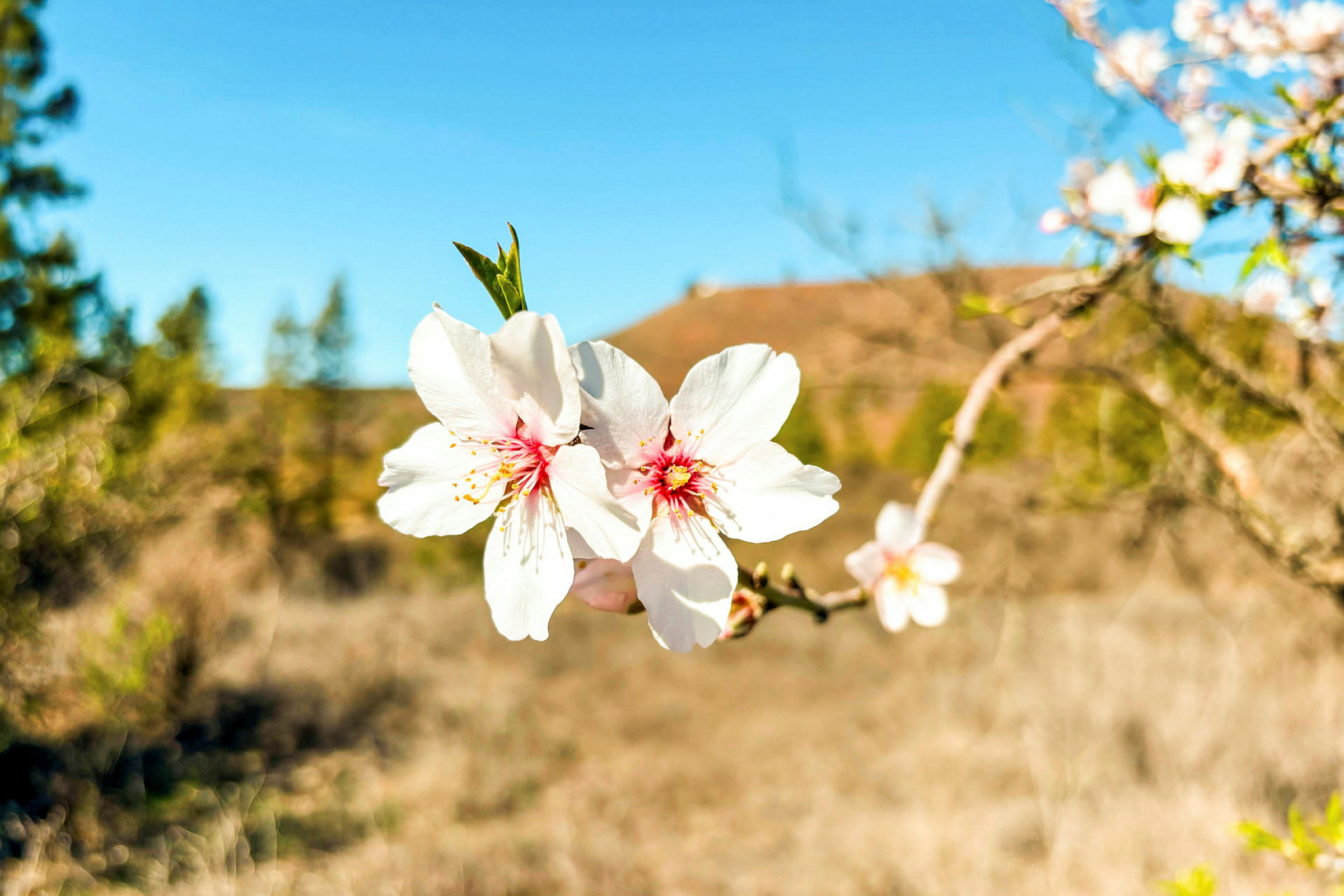 Nærbilde av hvite blomster på en tregren mot en bakgrunn av blå himmel. (AI-generert tekst)