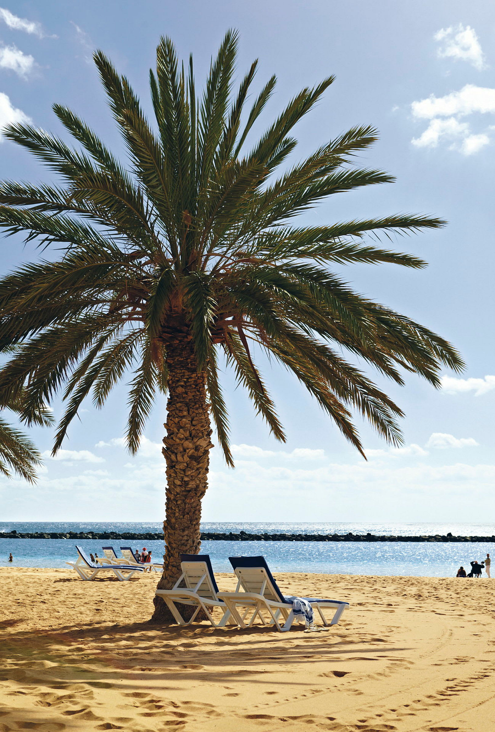 Palmtre på sandstrand med solsenger og hav i bakgrunnen. (AI-generert tekst)