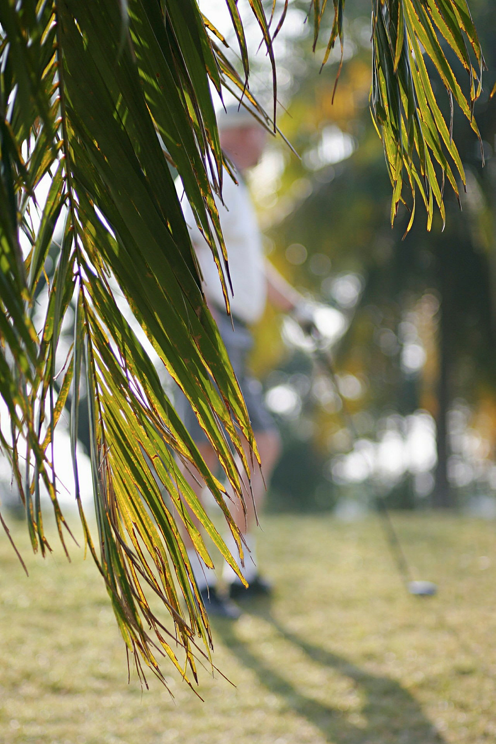 Nærbilde av palmeblader med en uskarp golfspiller i bakgrunnen. (AI-generert tekst)