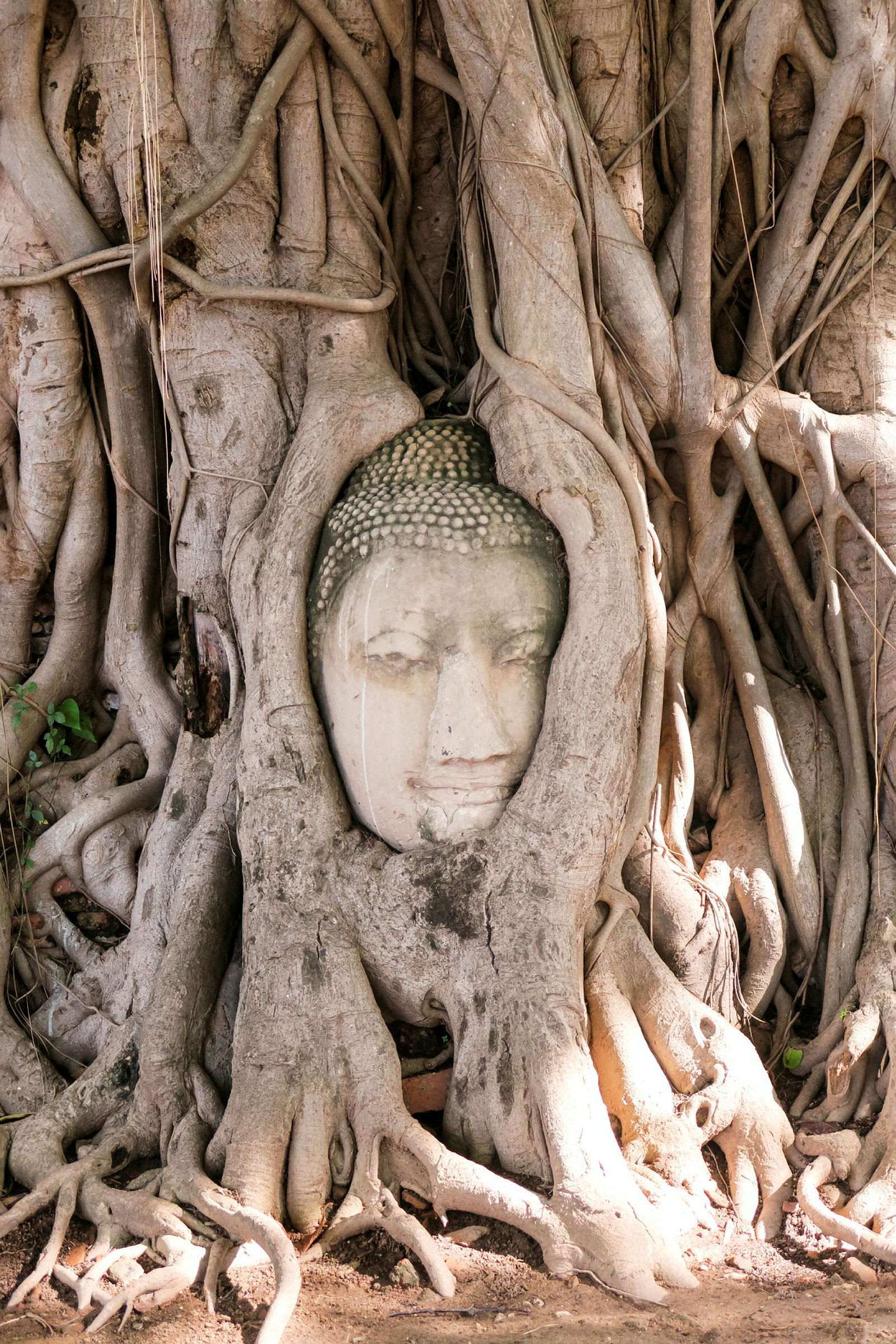 Buddhahode blant trerøtter i Ayutthaya Historical Park