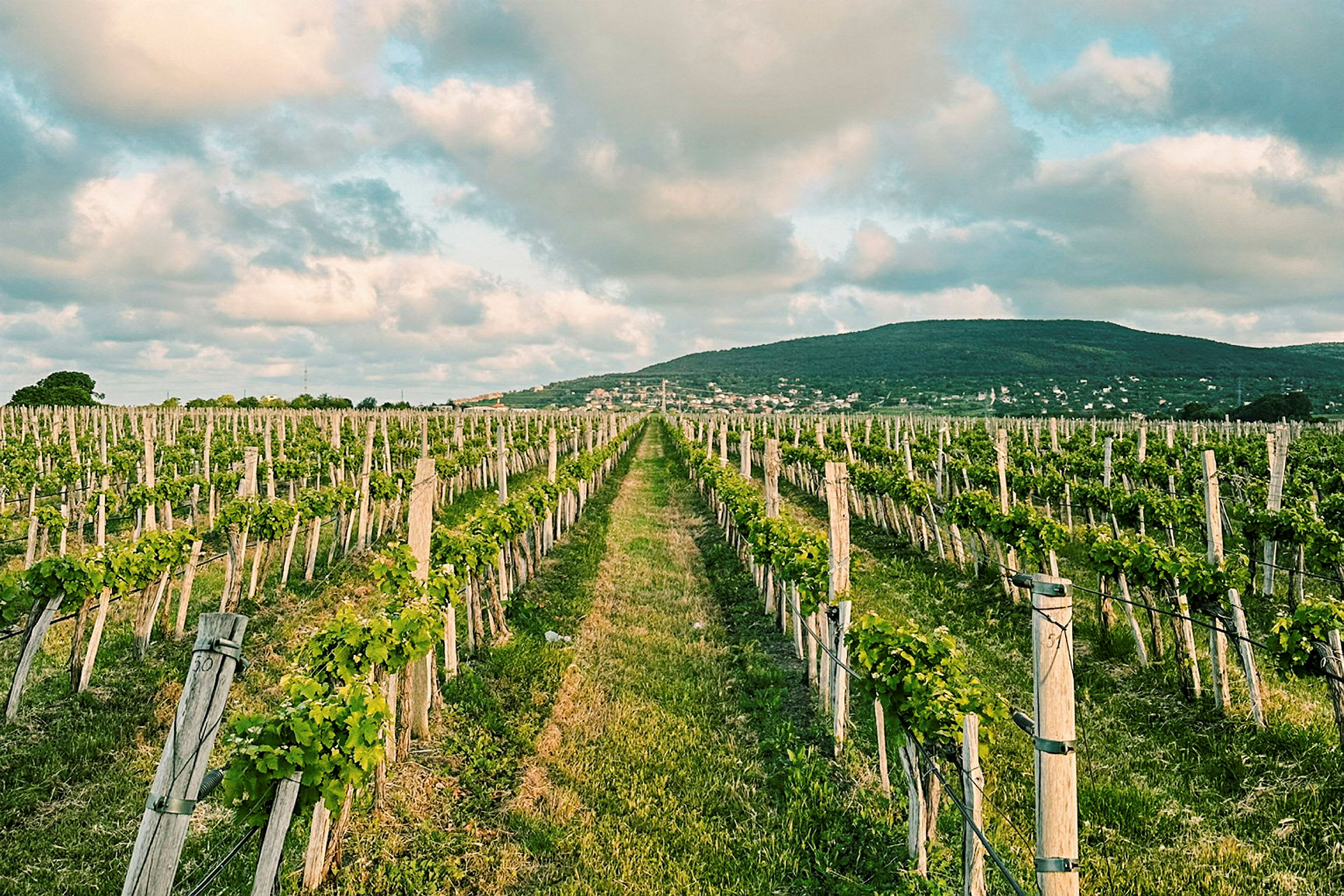 Vinstokker på rad i et felt, med et fjell i bakgrunnen. (AI-generert tekst)