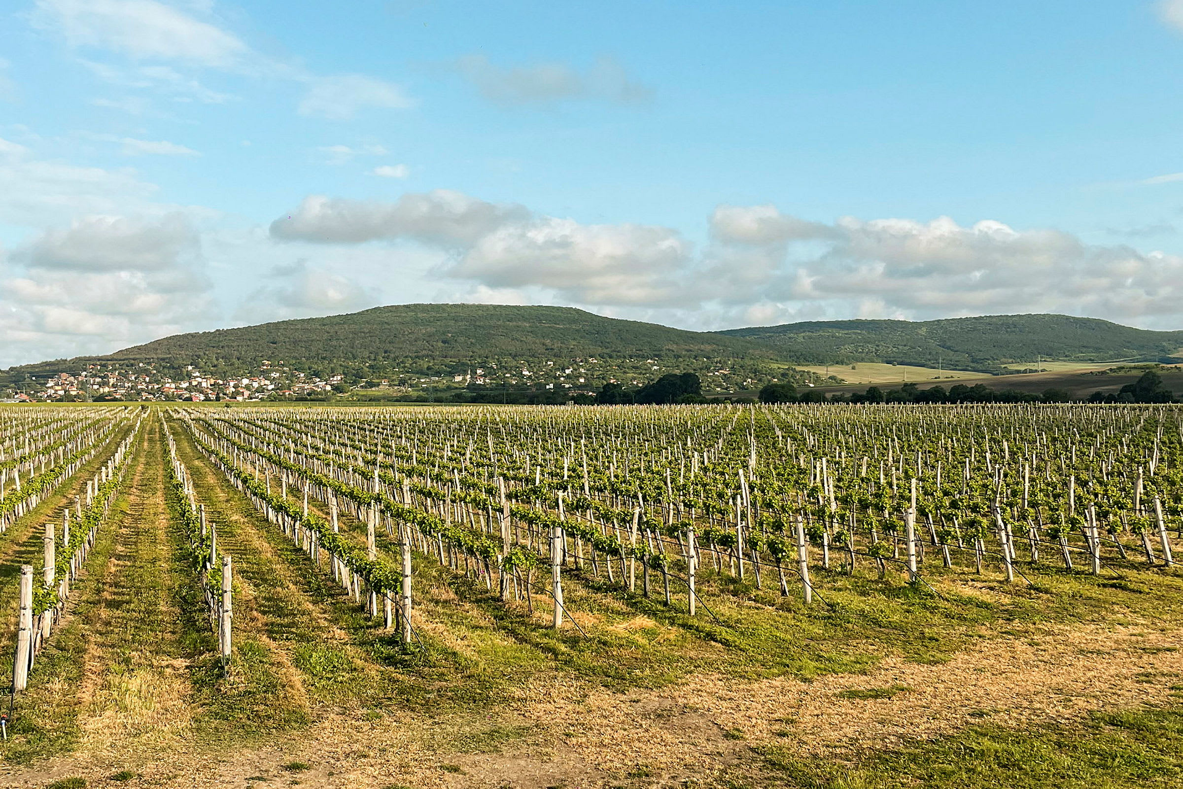 En vingård med rekker av vinranker strekker seg mot en bakgrunn av åser og en liten landsby. Himmelen er klar med noen skyer. (AI-generert tekst)