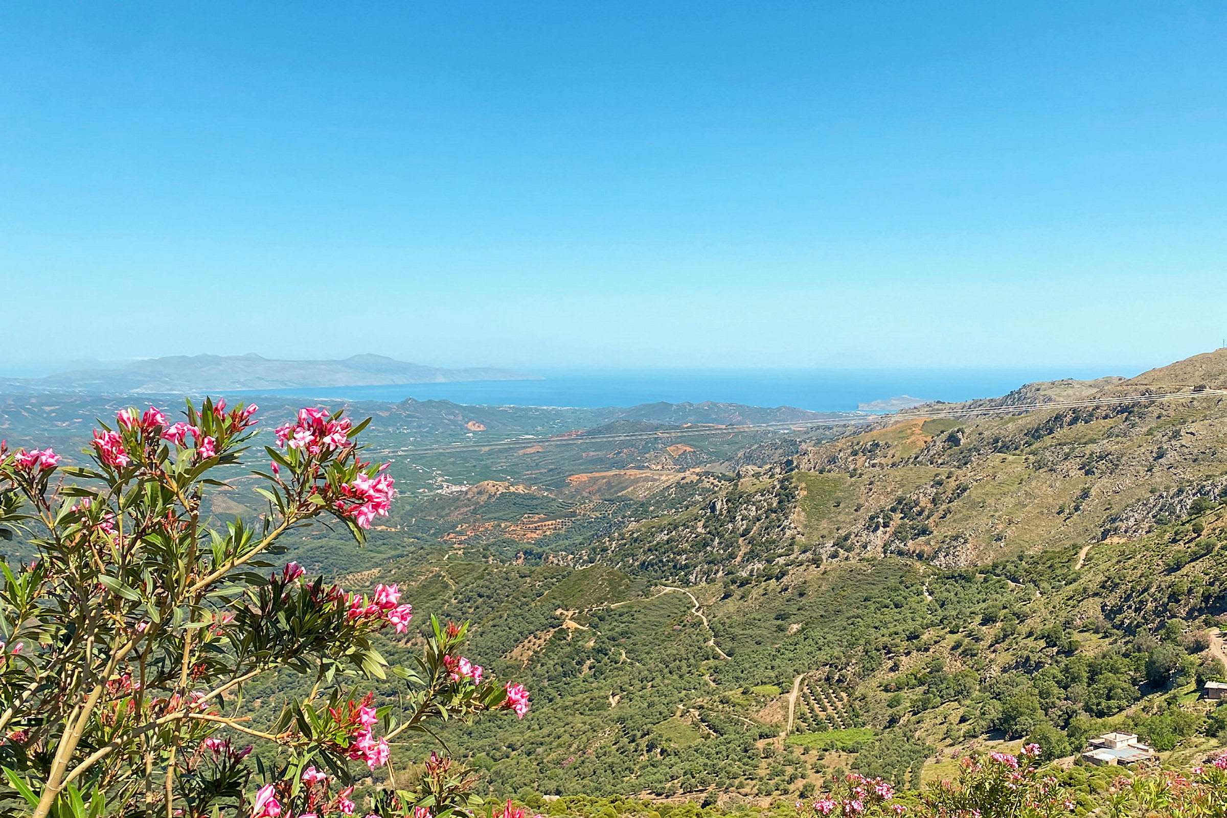 Utsikt over et kupert landskap med busker med rosa blomster i forgrunnen og hav med fjell i bakgrunnen. (AI-generert tekst)