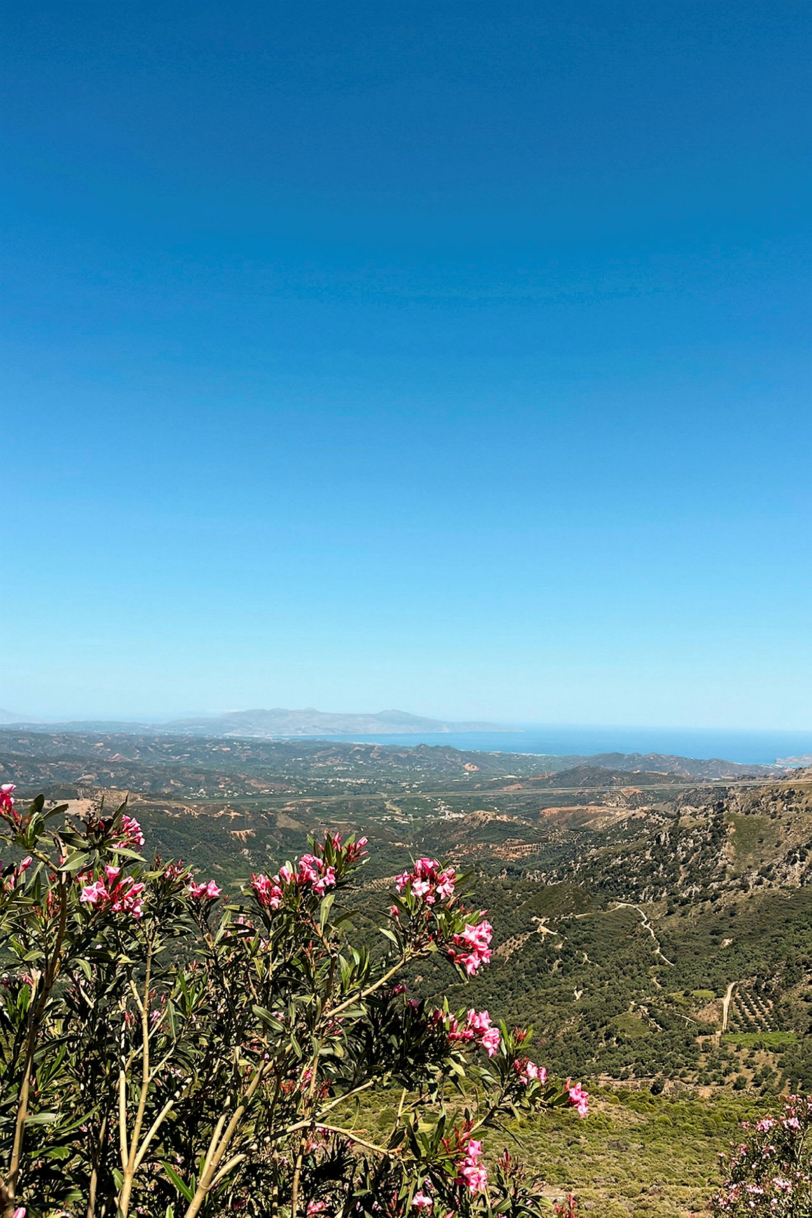 Utsikt over et kupert landskap med grøntområde og rosa blomster i forgrunnen under en klarblå himmel. (AI-generert tekst)