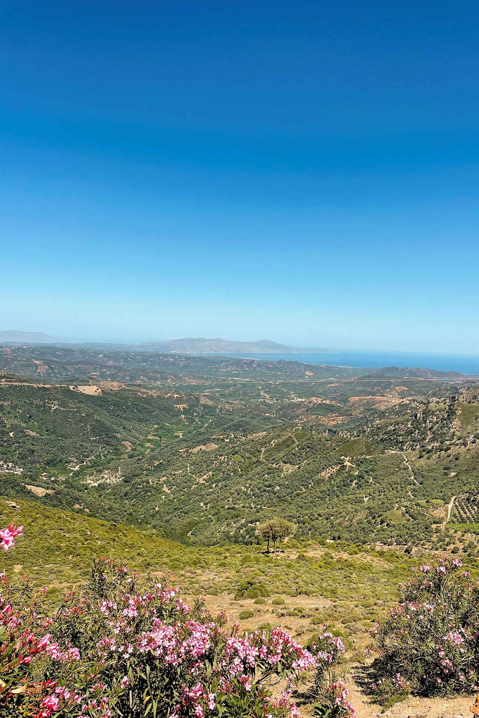 Utsikt over et fjelllandskap med vegetasjon og blomster i forgrunnen, samt havet og horisonten i det fjerne. (AI-generert tekst)