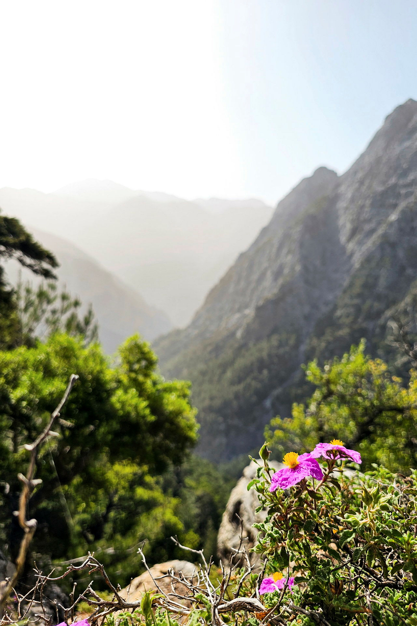 Bildet viser et fjelllandskap med frodig vegetasjon og lilla blomster i forgrunnen. (AI-generert tekst)
