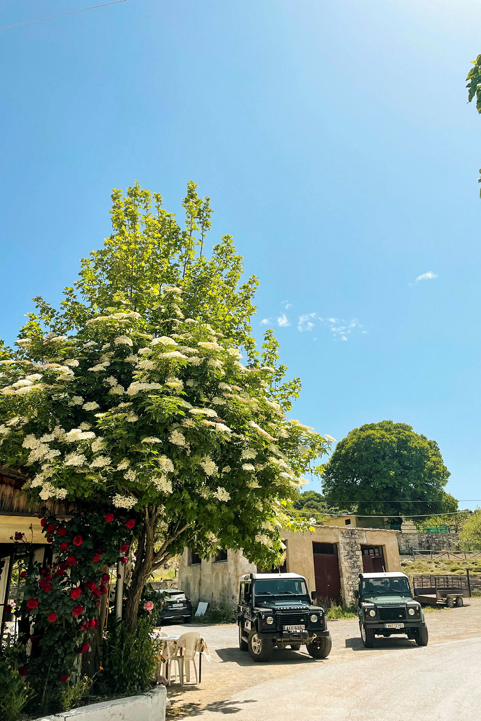 En grønn samling trær med hvite blomster, to svarte terrengkjøretøy og en bygning i bakgrunnen under en klar blå himmel. (AI-generert tekst)