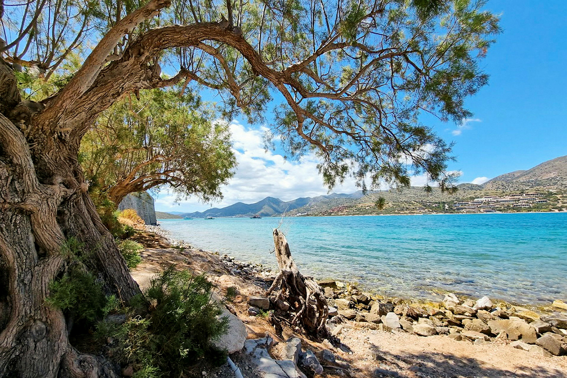 En strand med en steinete kystlinje, klart turkis vann og et stort tre i forgrunnen. (AI-generert tekst)