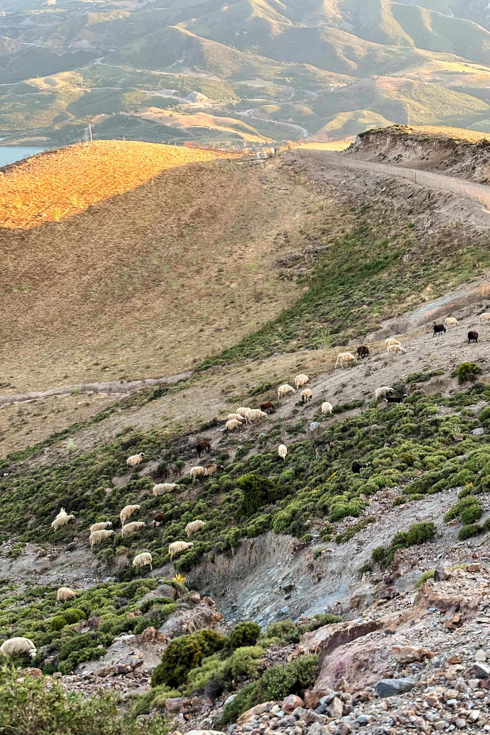Sau som beiter på en skråning med grønn vegetasjon og utsikt mot fjell i bakgrunnen. (AI-generert tekst)