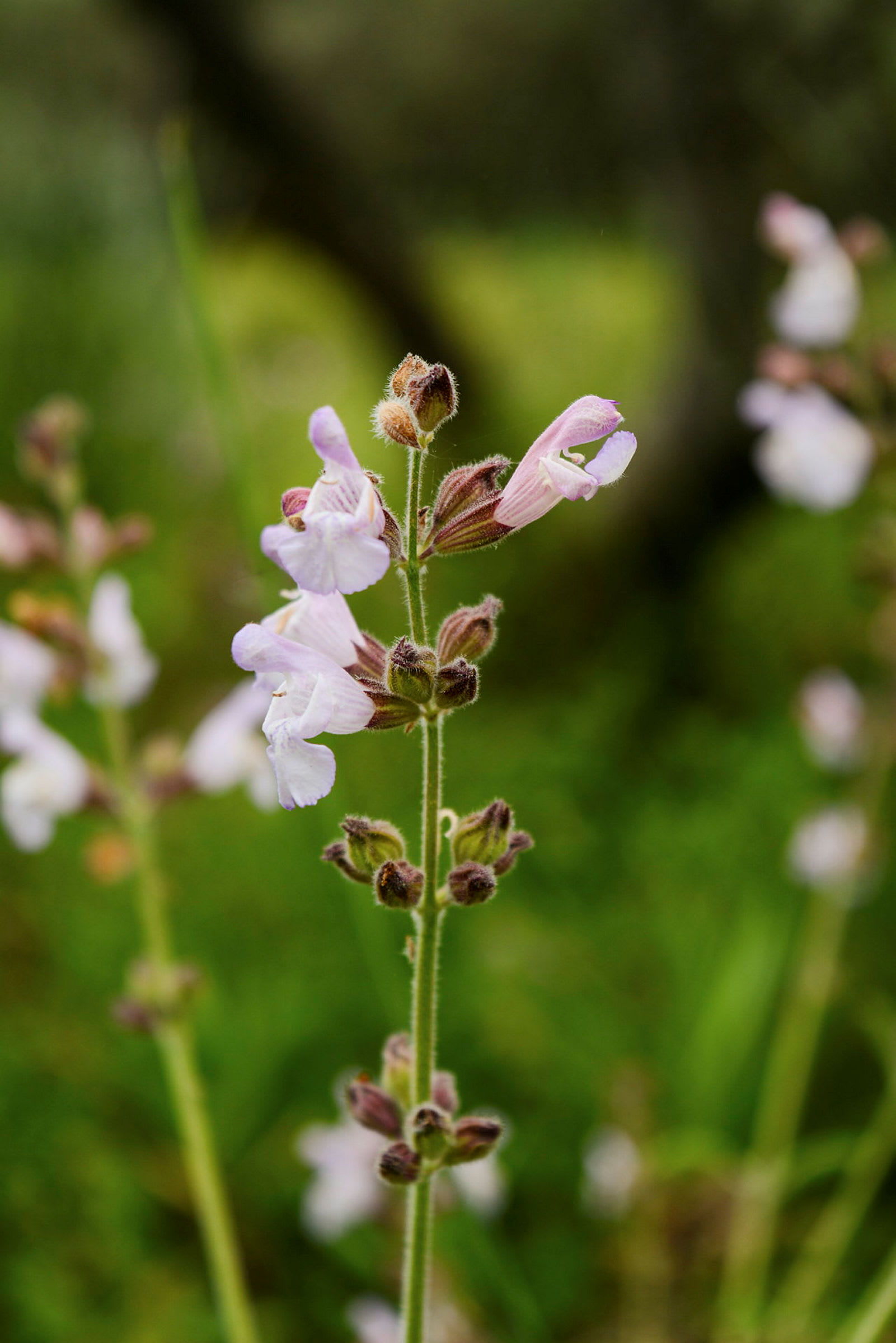 Et bilde av en blomstrende plante med små lilla og hvite blomster. Bakgrunnen er grønn og uskarp. (AI-generert tekst)