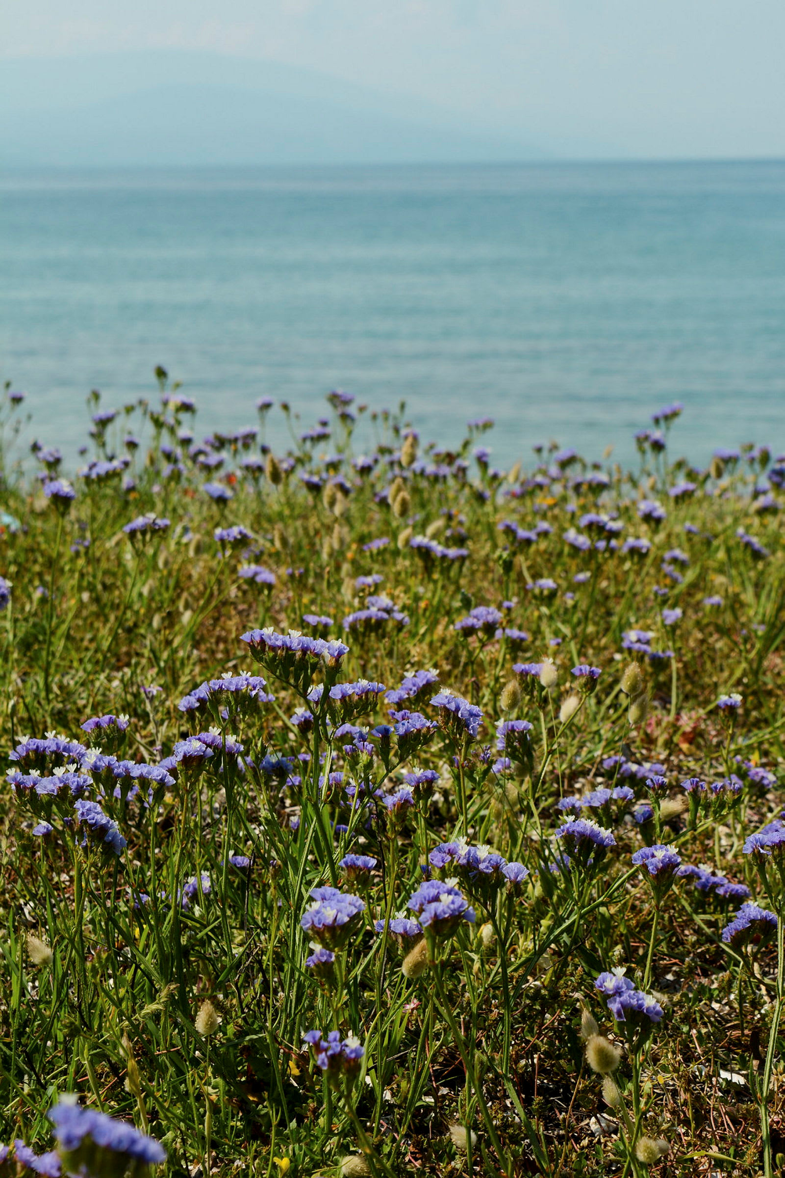 Blå blomster vokser på en gressmatte med havet i bakgrunnen. (AI-generert tekst)