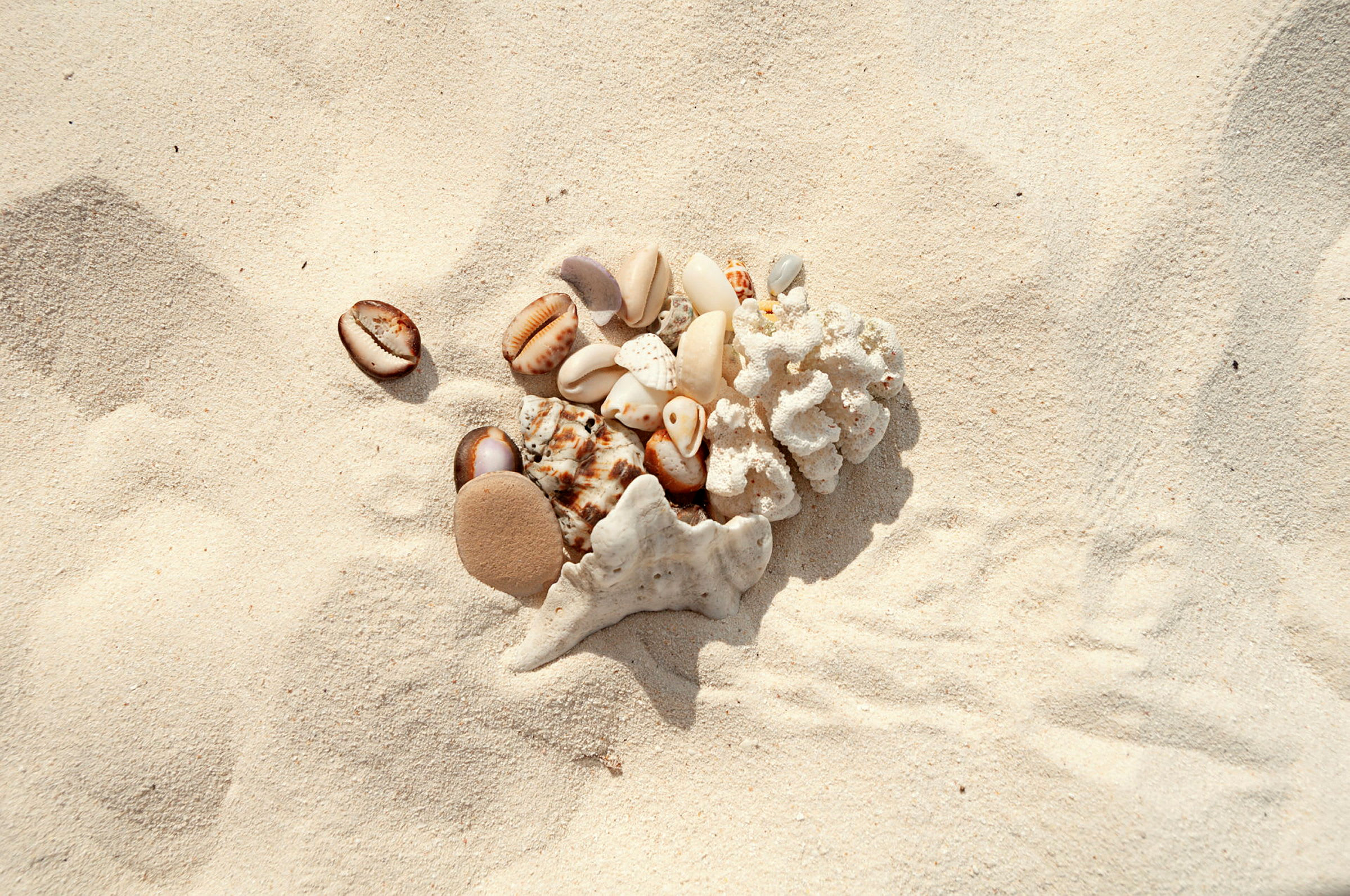 Små skjell og korallbiter på sand. (AI-generert tekst)