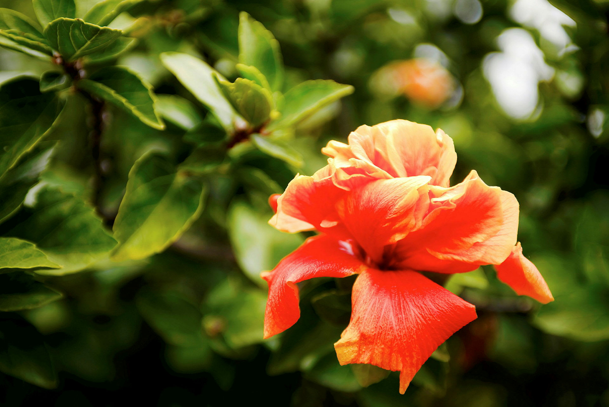 Et nærbilde av en oransje hibiskusblomst med grønne blader i bakgrunnen. (AI-generert tekst)
