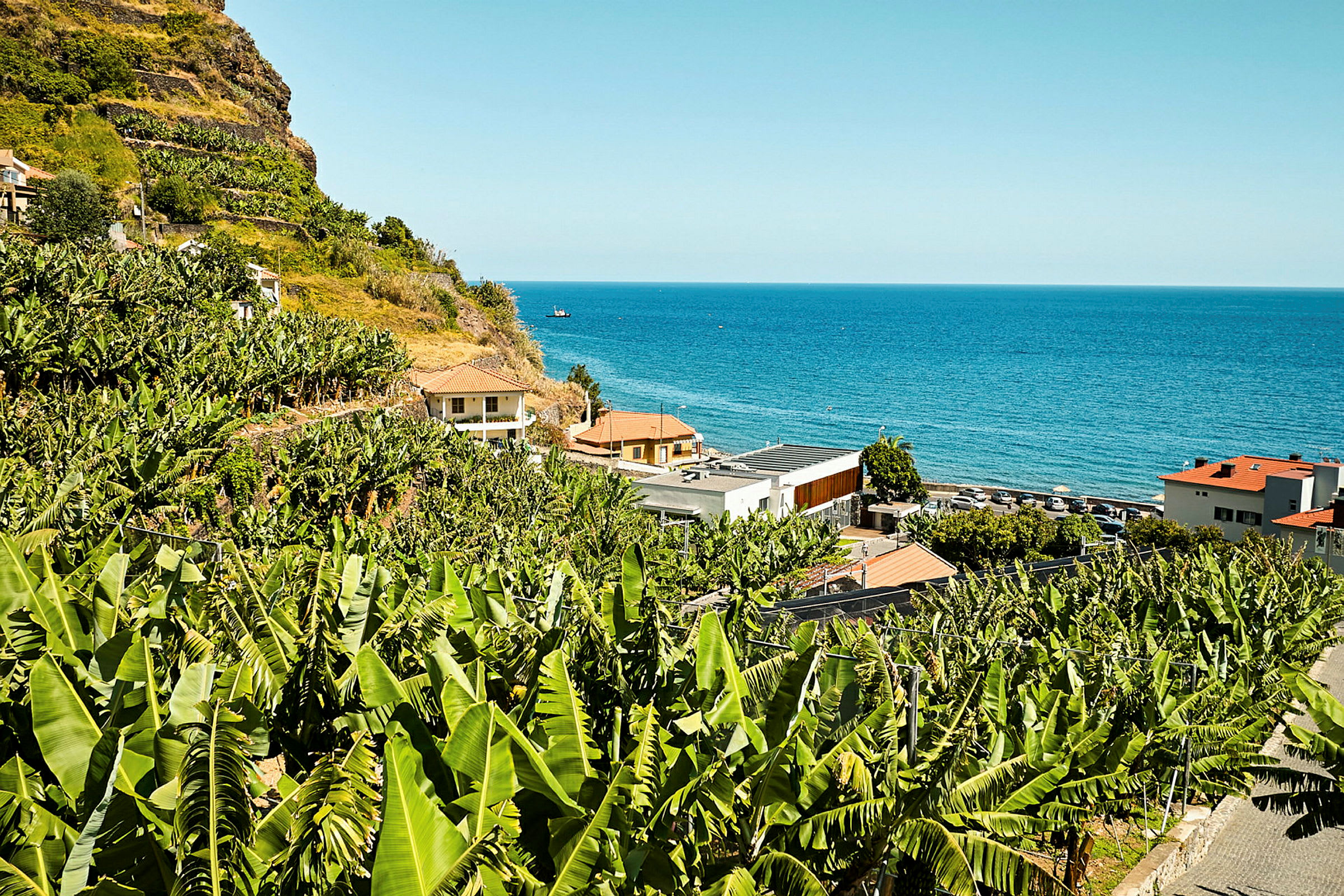 Bananplantasje med havet i bakgrunnen. (AI-generert tekst)