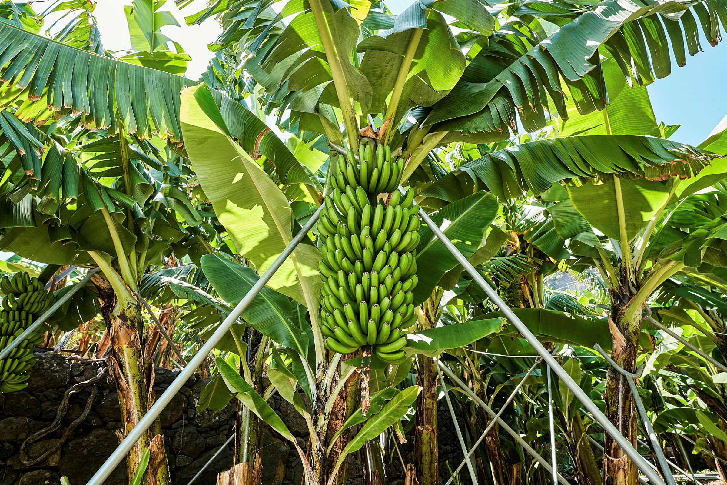 En rekke bananplanter med grønne bananer. (AI-generert tekst)