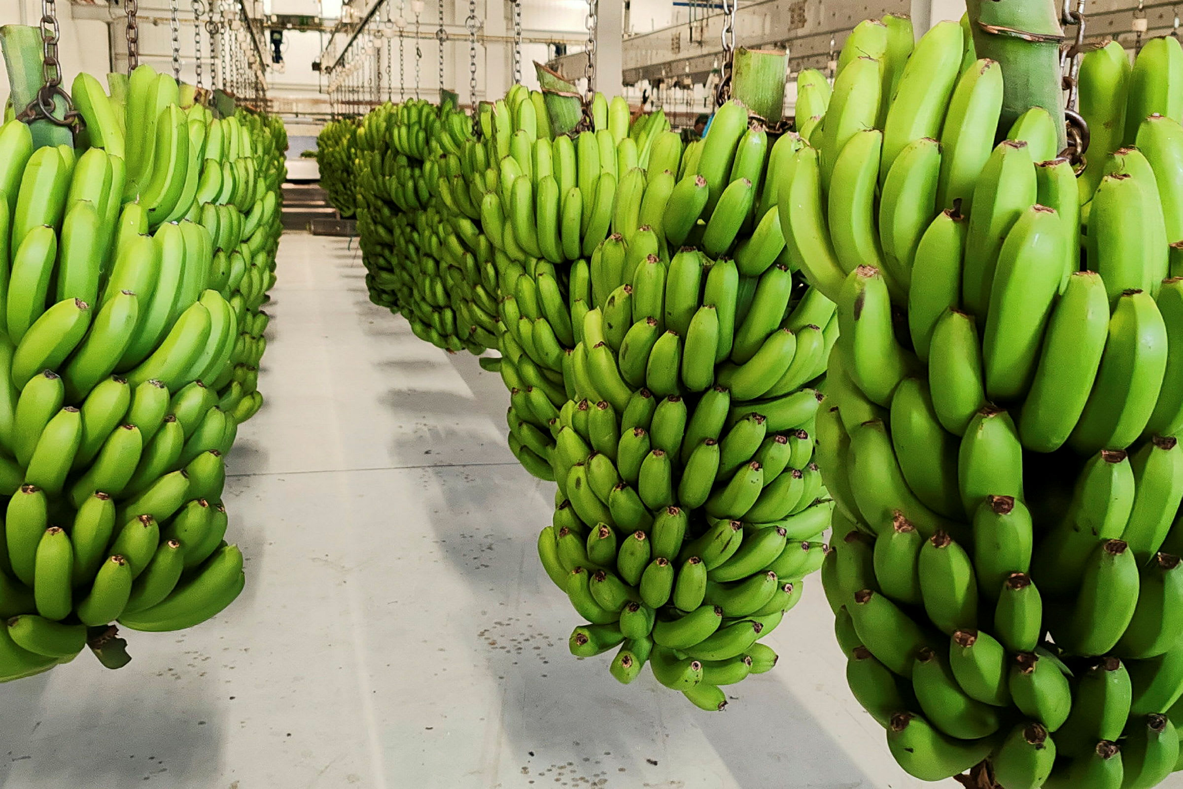 Hengende bunter med grønne bananer i et lagerområde. (AI-generert tekst)
