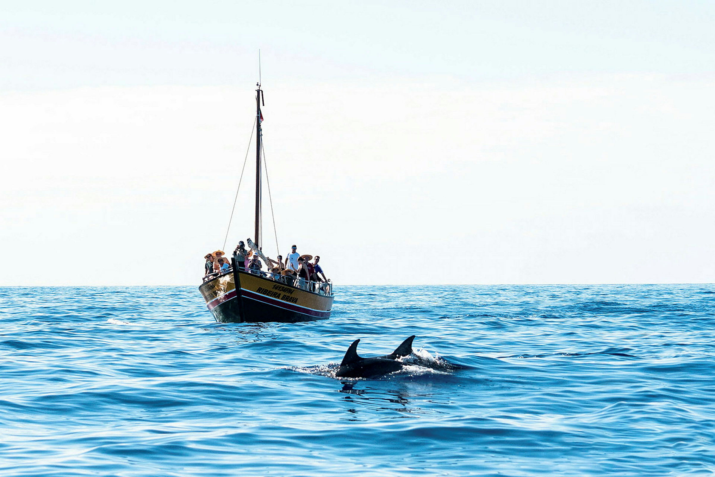 En båt med mennesker og to delfiner som svømmer i havet. (AI-generert tekst)