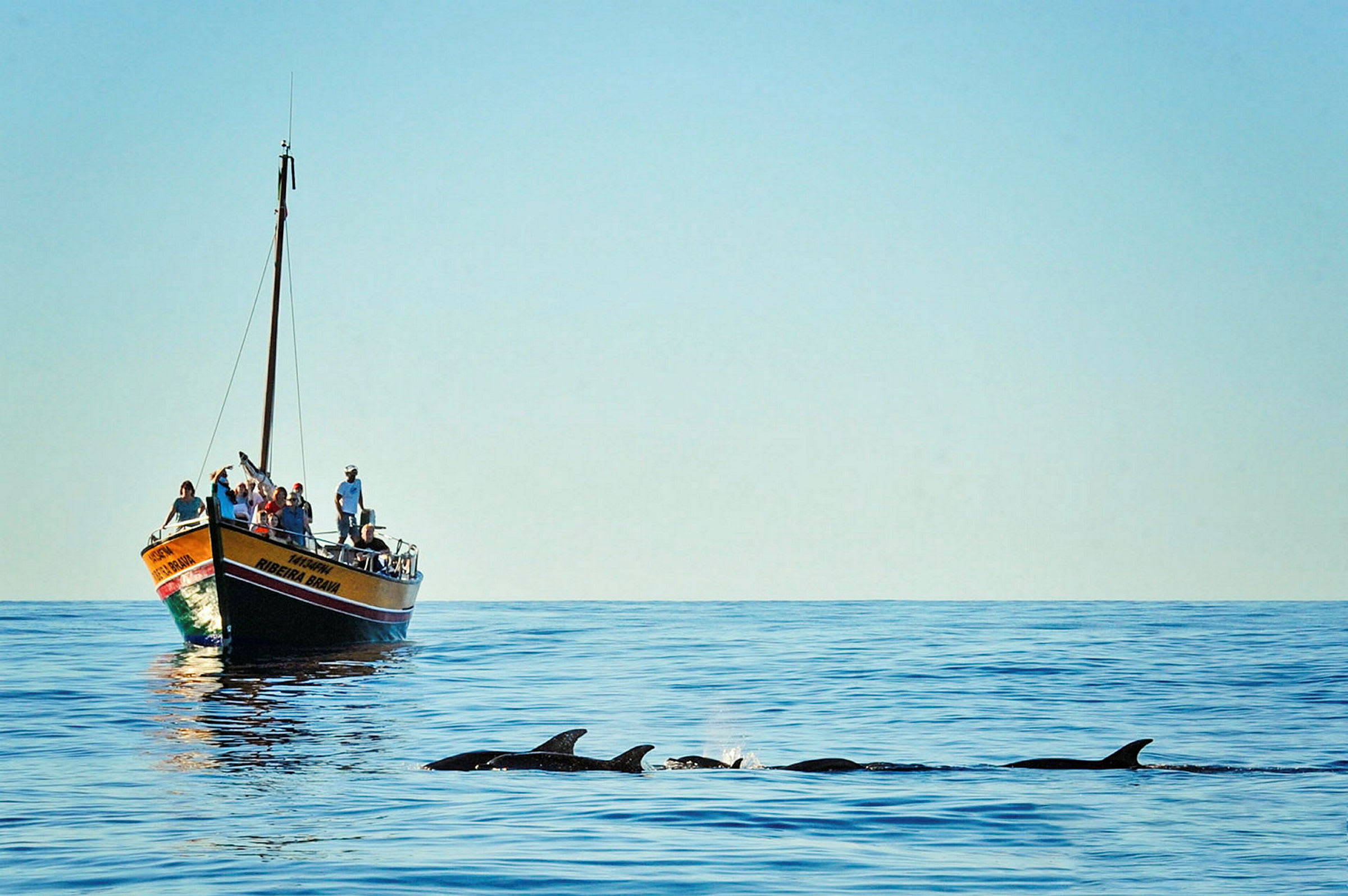 En båt med passasjerer på havet nær en gruppe svømmende delfiner. (AI-generert tekst)