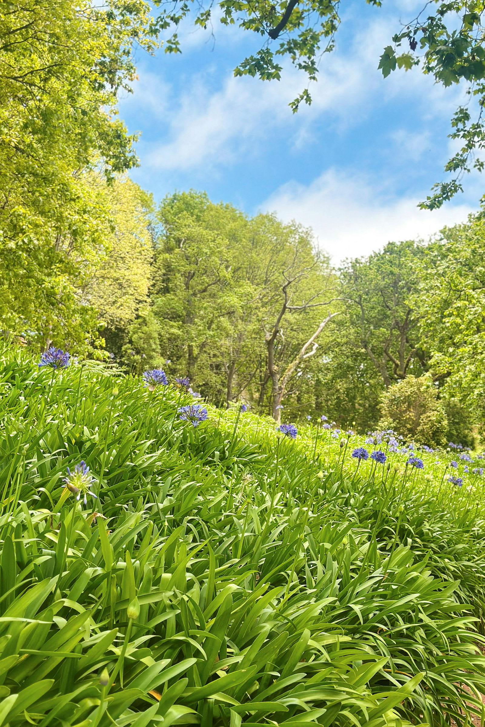 Et frodig skogslandskap med trær og lilla blomster i forgrunnen. (AI-generert tekst)