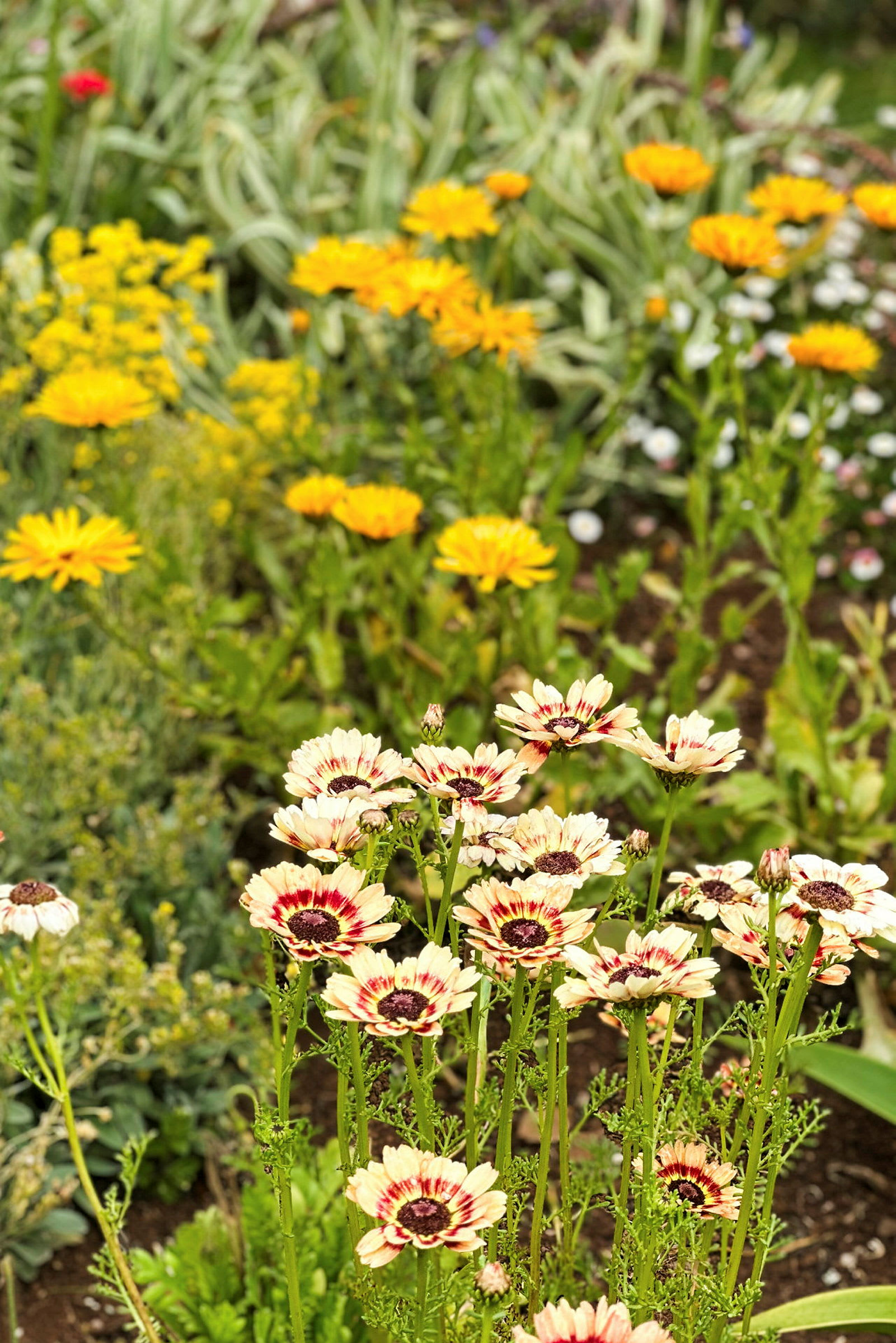 Et nærbilde av blomster i forskjellige farger i en hage, med gule og hvitaktige kronblader. (AI-generert tekst)