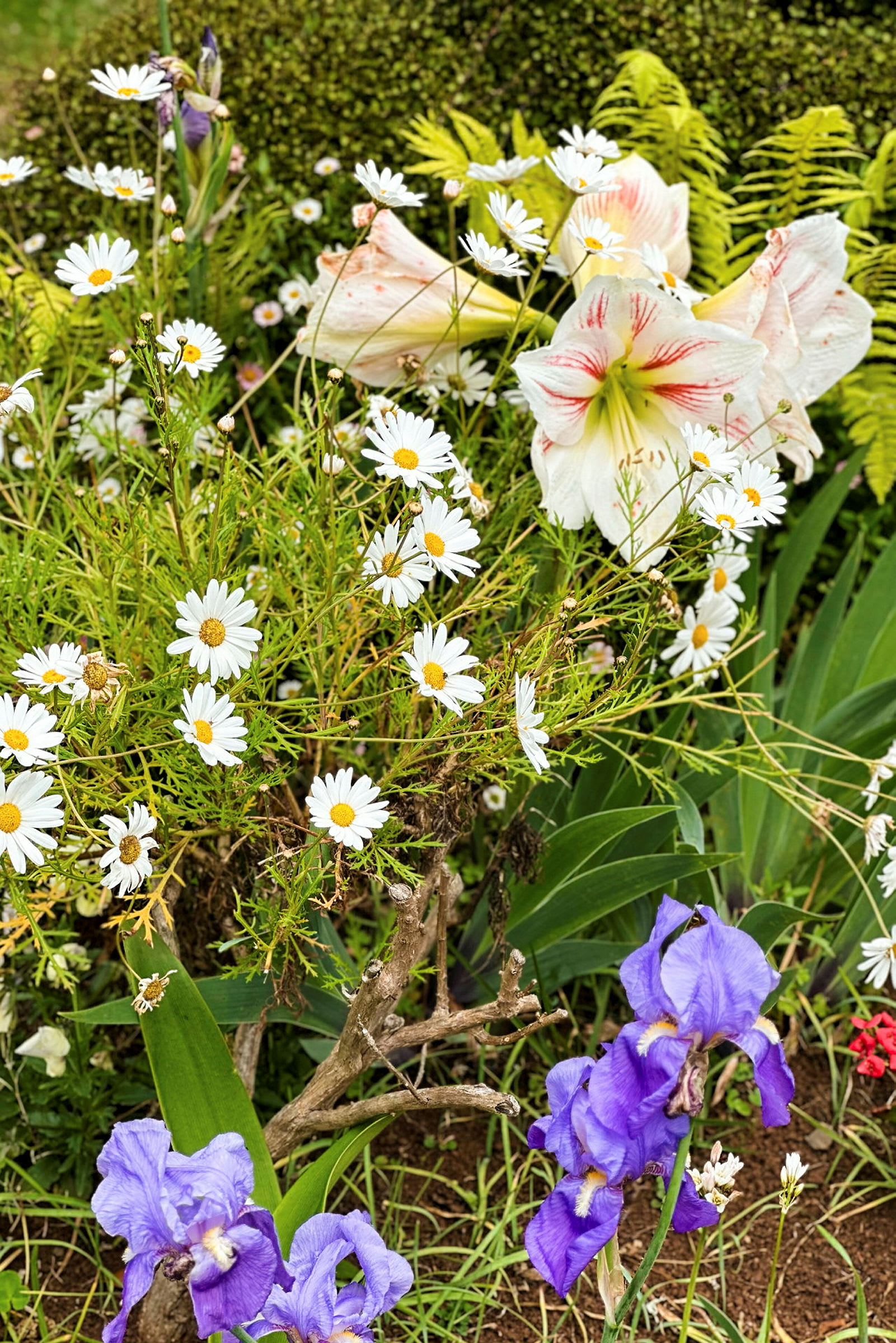 En hage med hvite prestekrager, lilla iris og hvit-røde amaryllisblomster mot en grønn bakgrunn. (AI-generert tekst)
