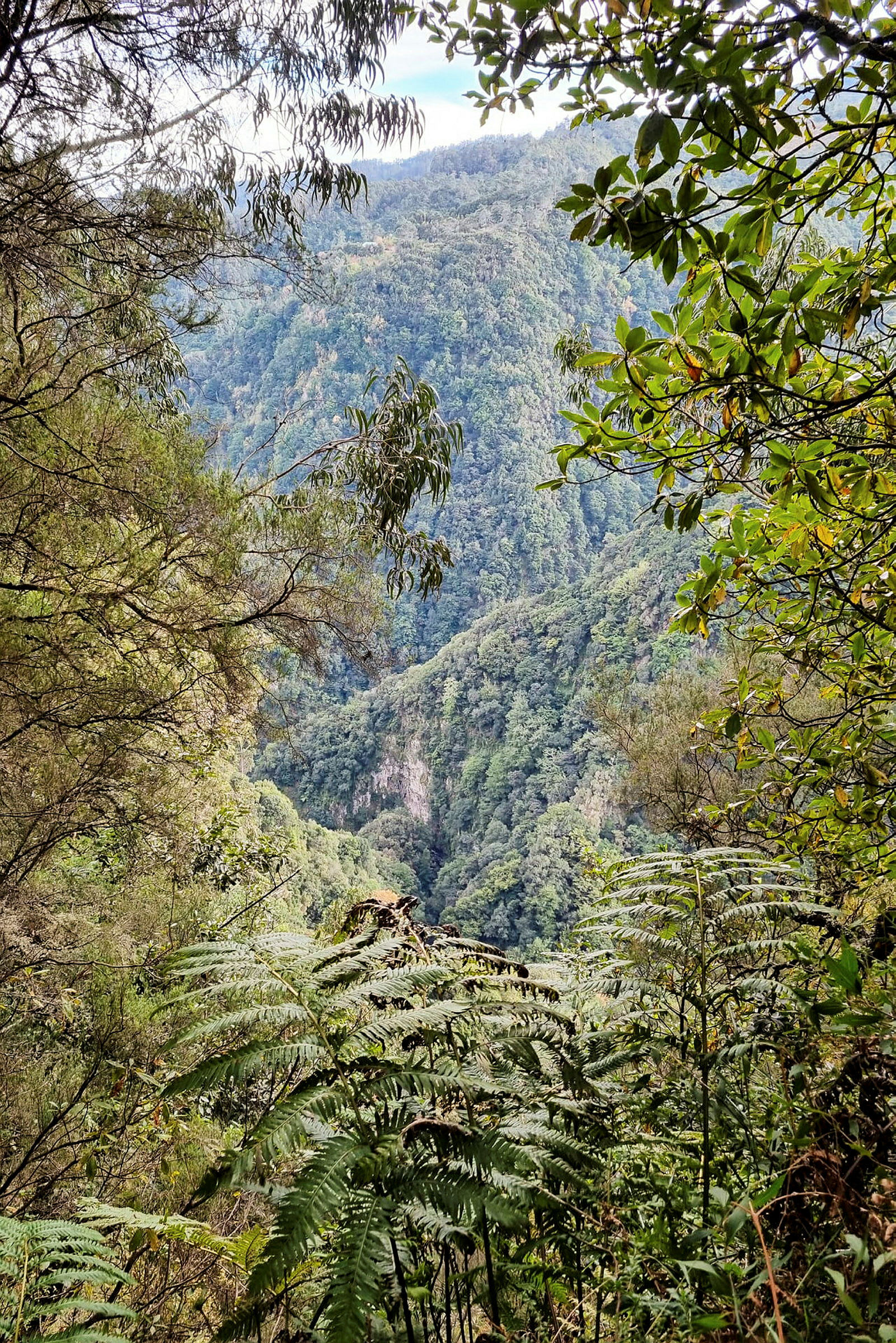Levada do Rei byr på en av Madeiras vakreste levadavandringer