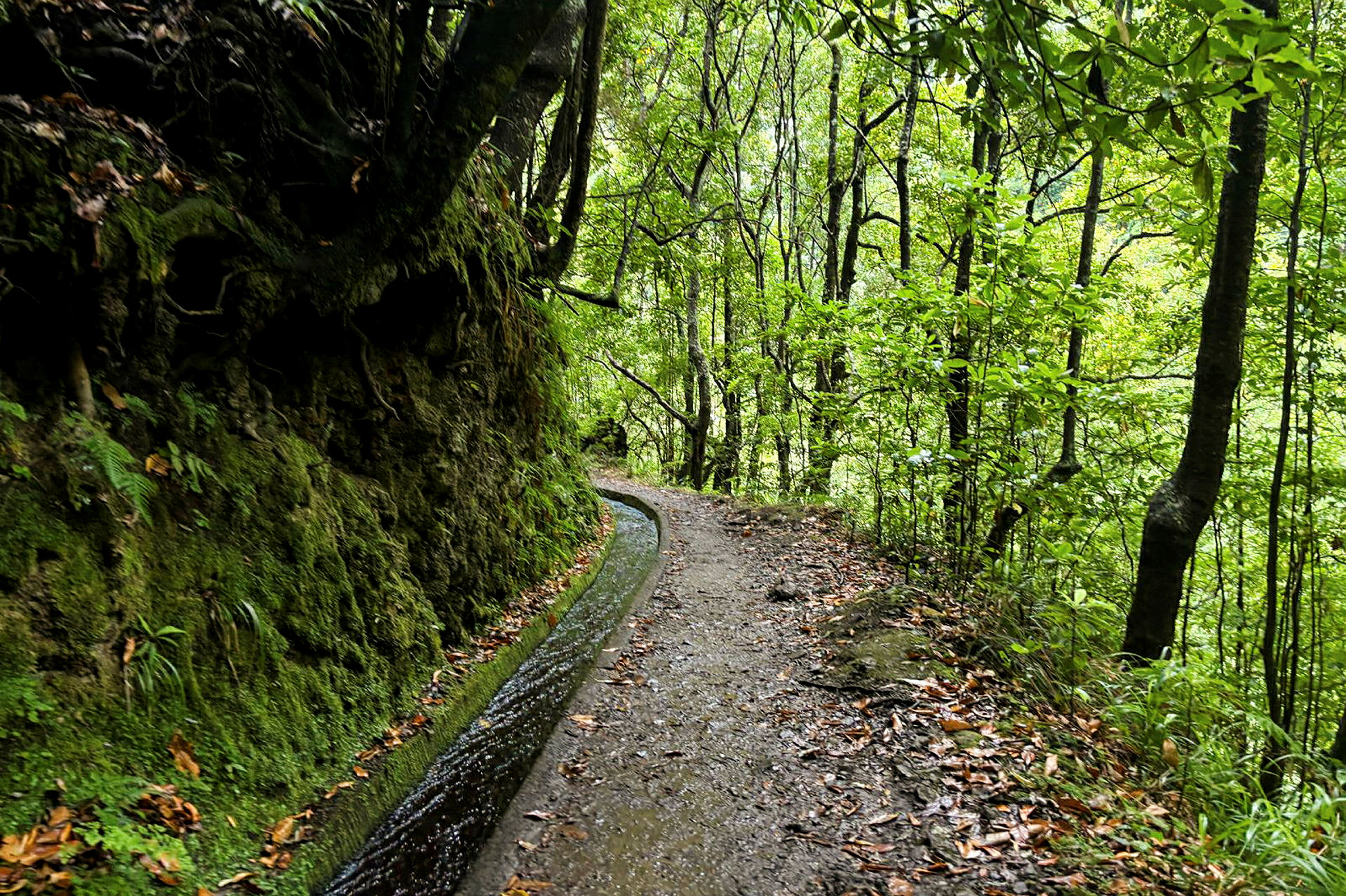 Levada do Rei er en vakker vandring gjennom Madeiras frodige laurbærskog