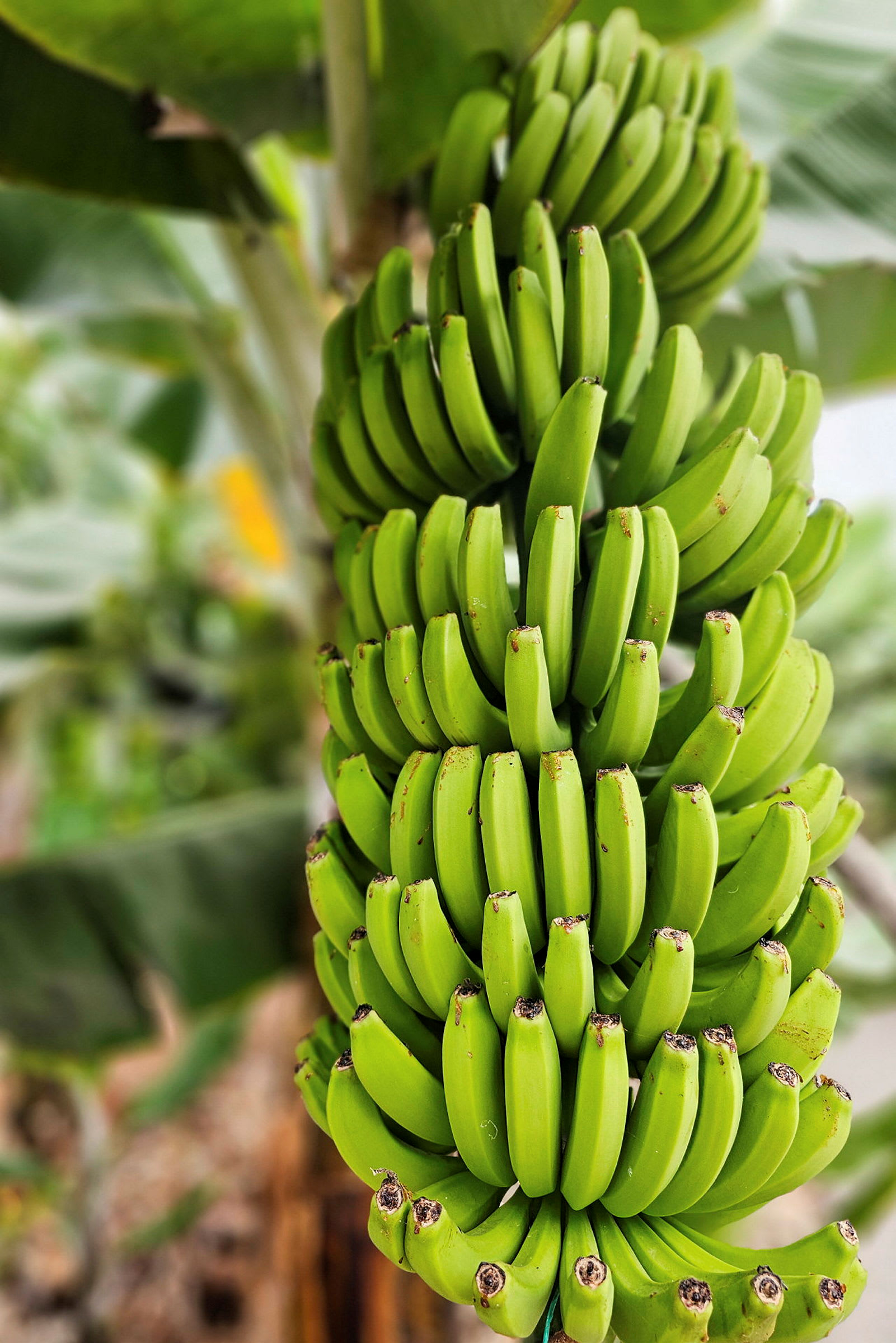 En klynge grønne bananer på en bananplante. (AI-generert tekst)