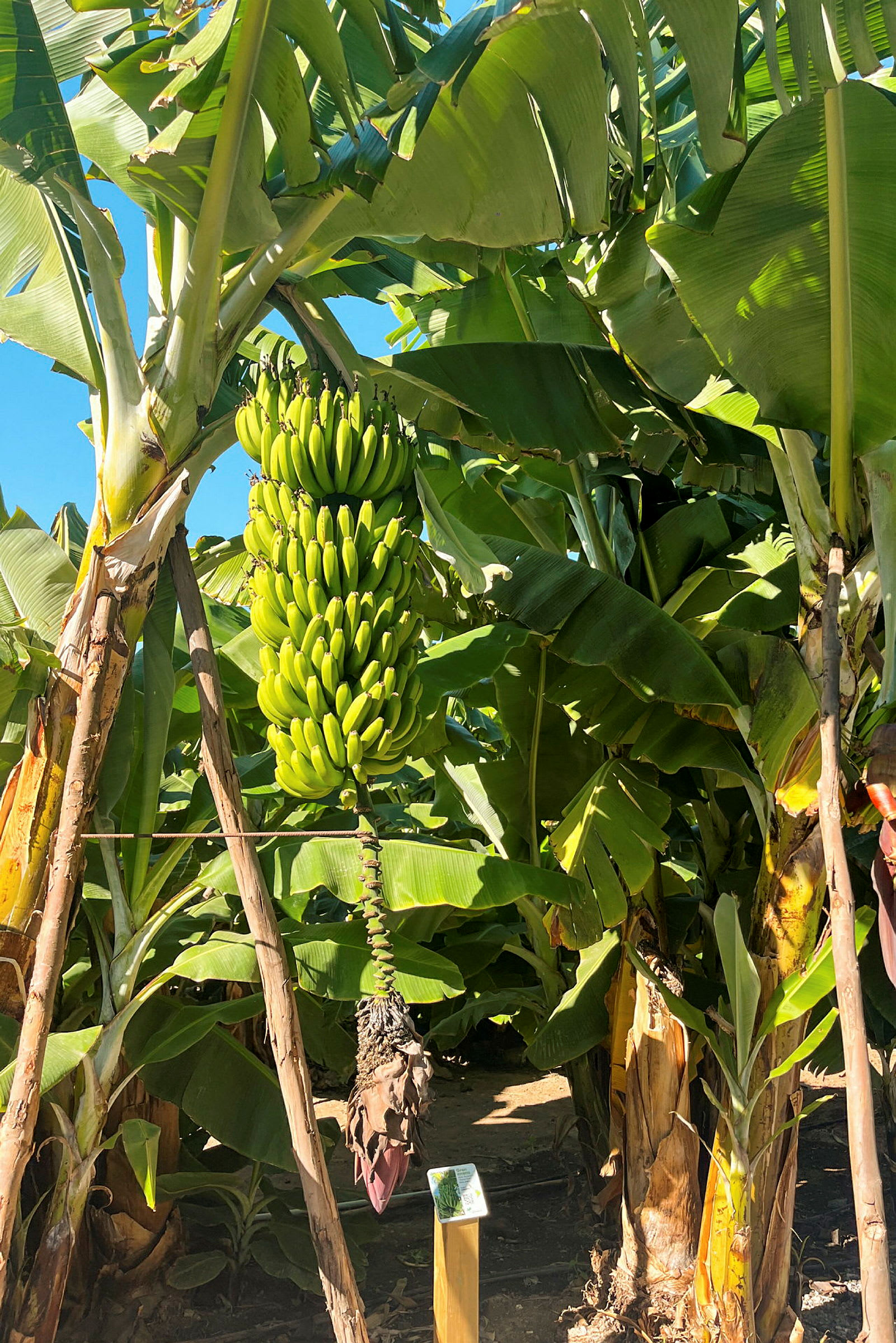 En bananplante med en stor klase grønne bananer. (AI-generert tekst)