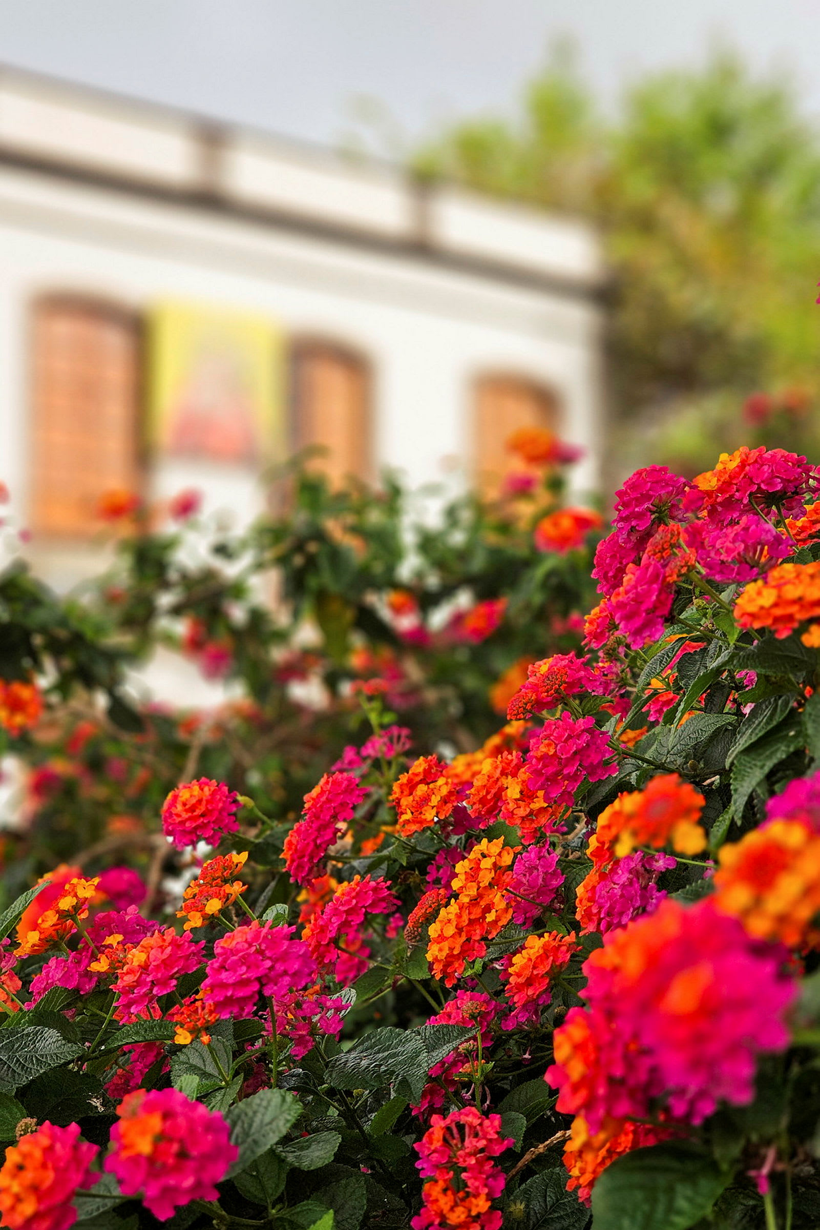 Fargerike blomster med et hus i bakgrunnen. (AI-generert tekst)