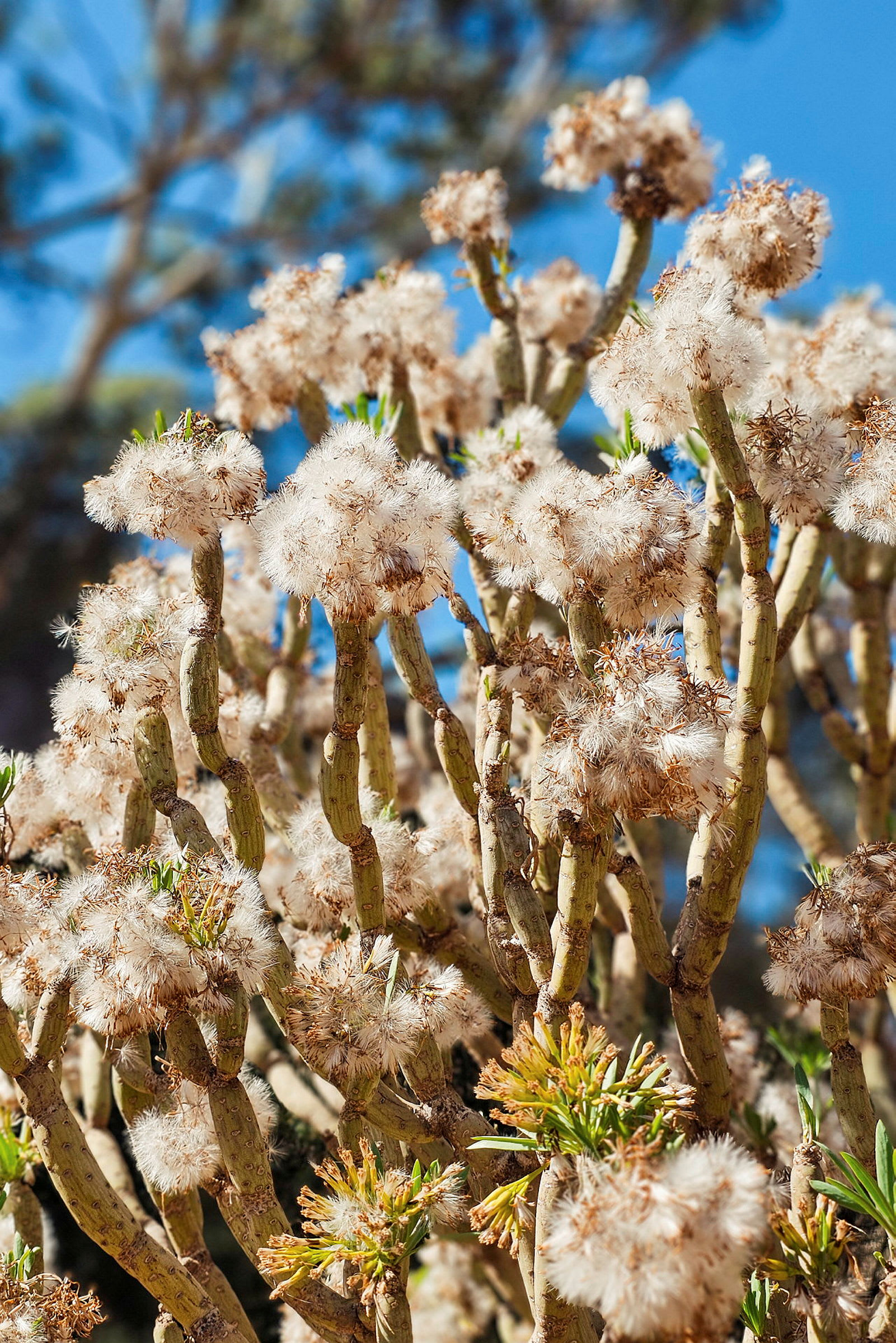 Nærbilde av plante med hvite, fluffy blomster og grønne kvister. (AI-generert tekst)