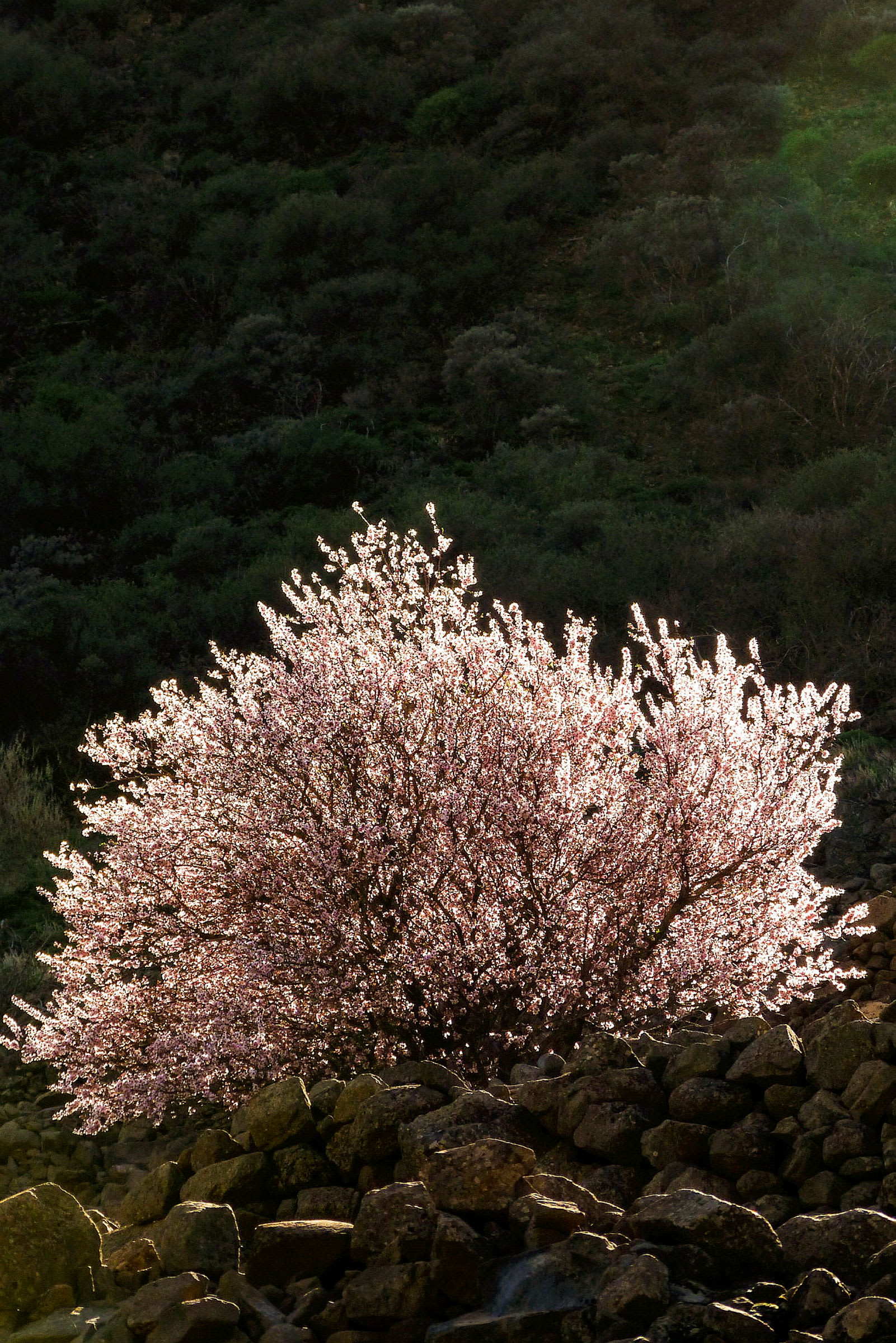 Et blomstrende trekaprifolium mot en mørk skogsbakgrunn. (AI-generert tekst)