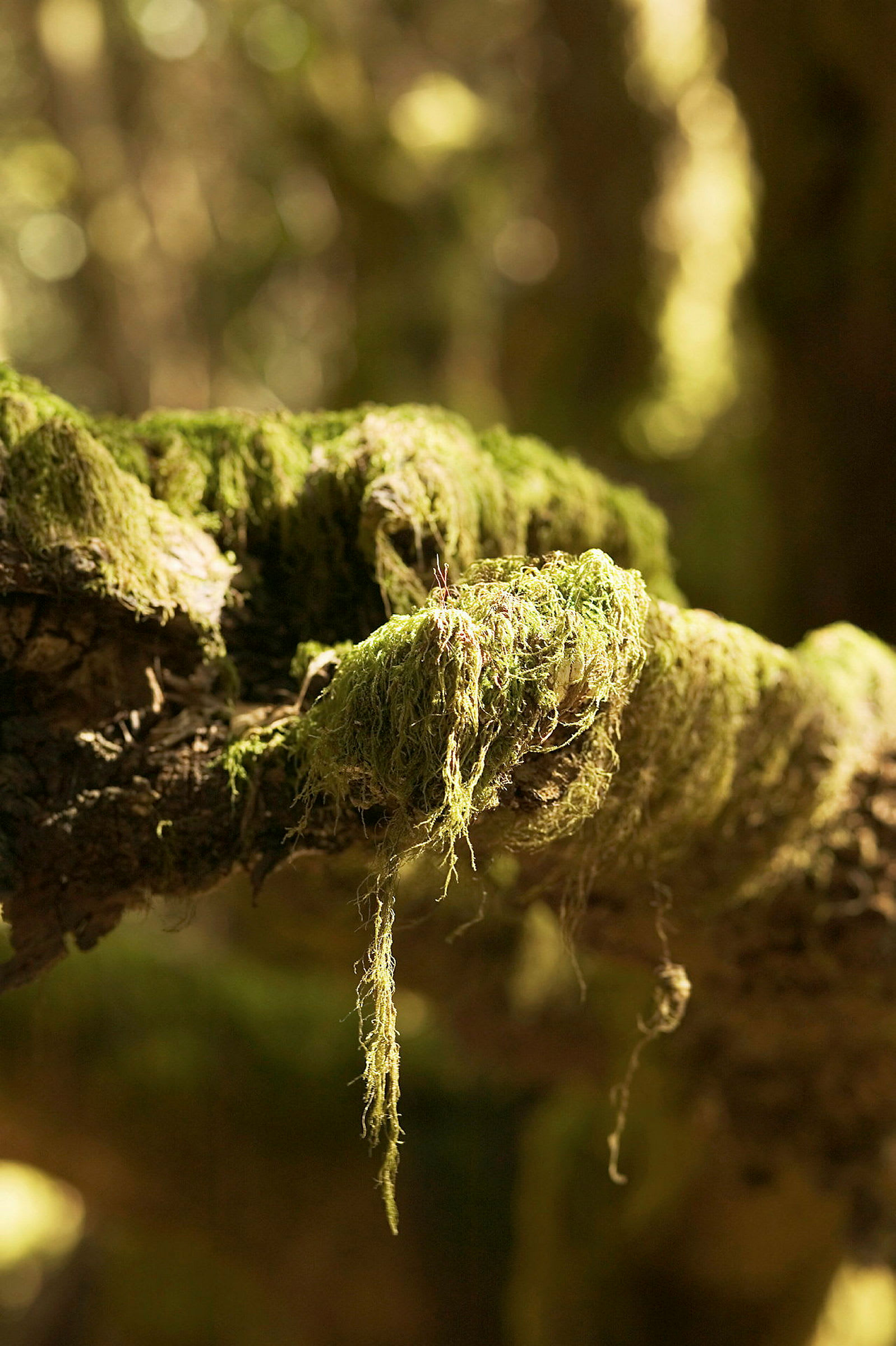 En nærbilde av en gren dekket med grønn mose med en uklar skog i bakgrunnen. (AI-generert tekst)