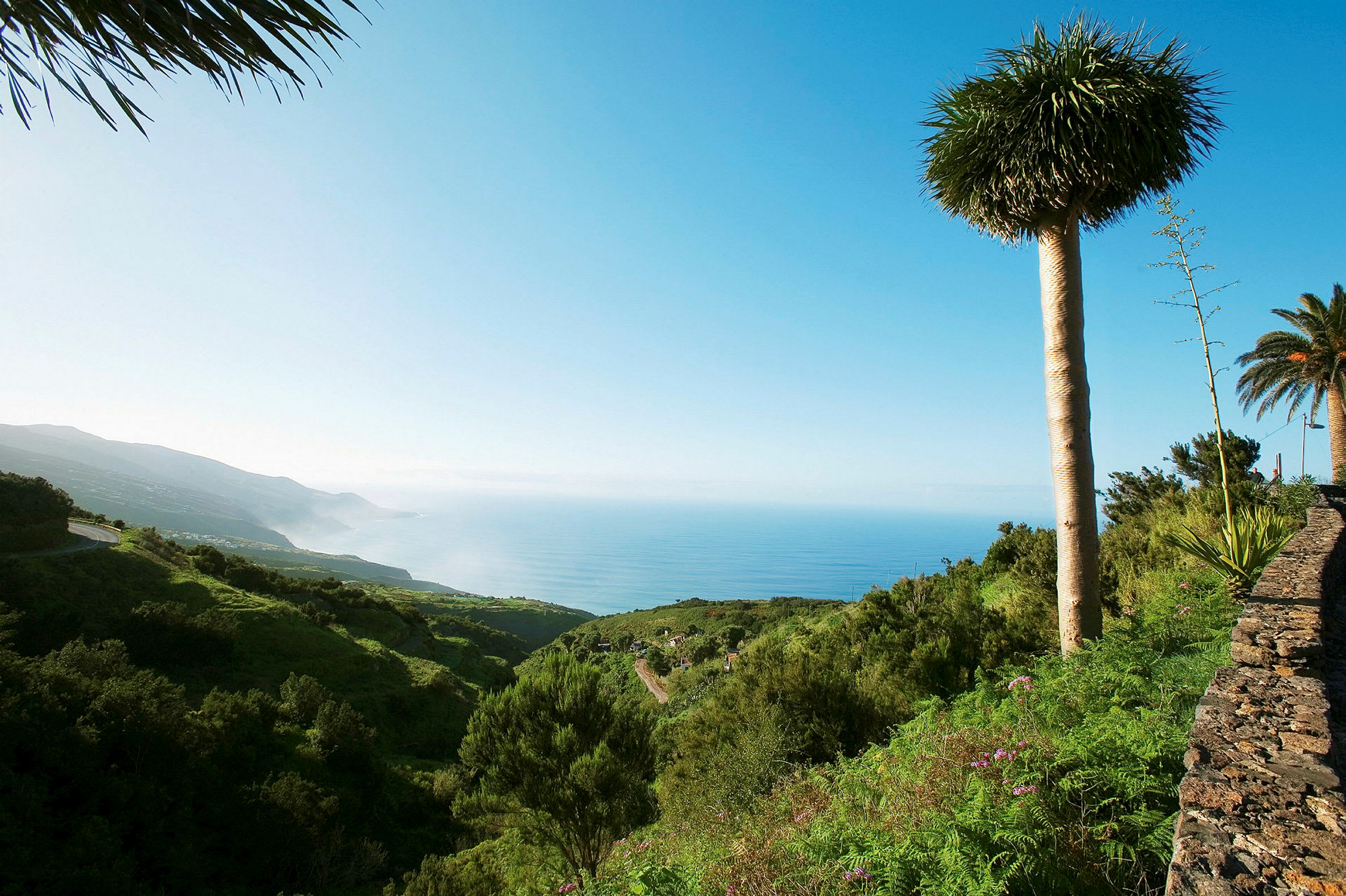 En utsikt over et grønt landskap med havet i bakgrunnen og en stor palmelignende plante i forgrunnen. (AI-generert tekst)