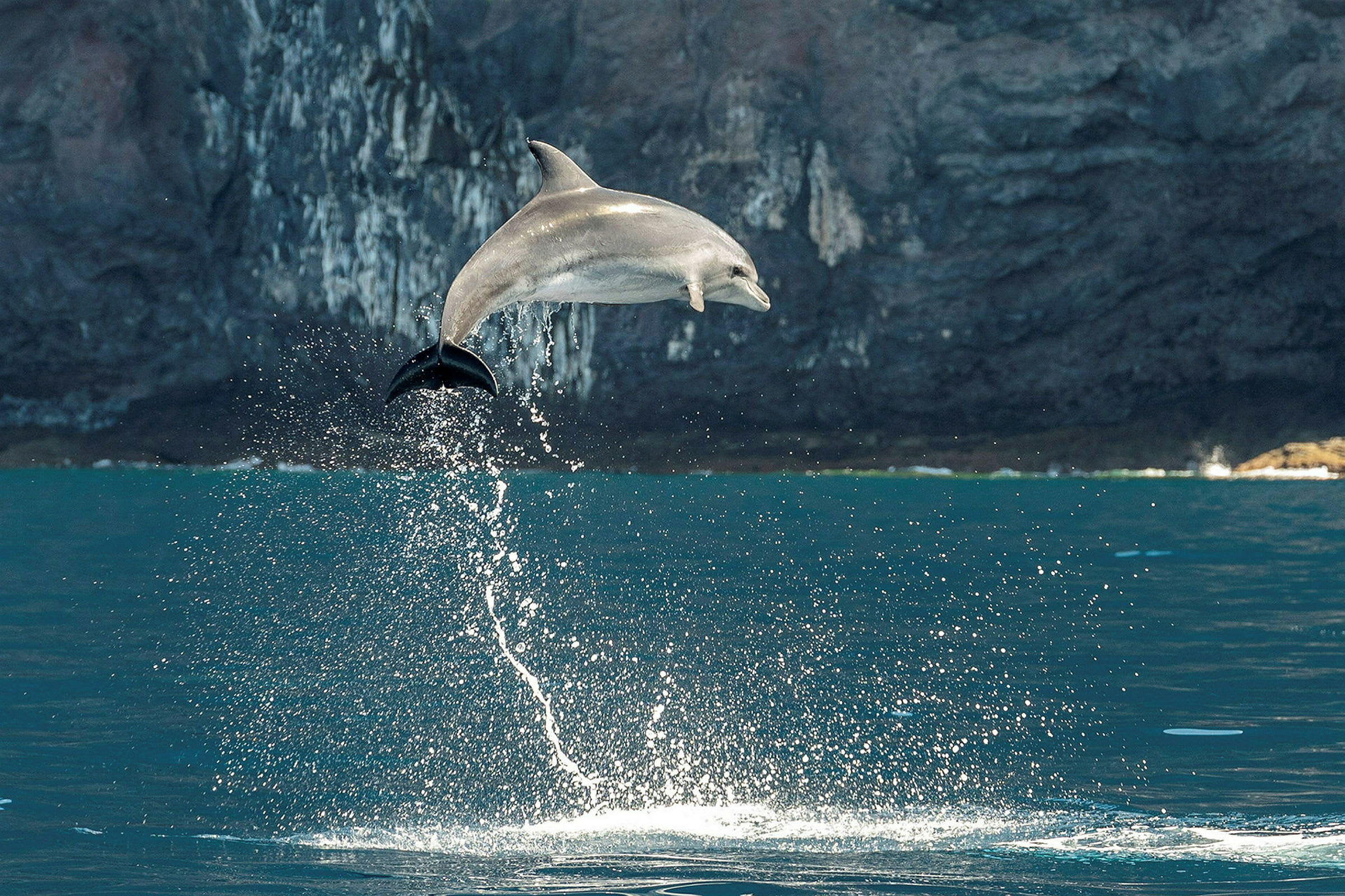 En delfin hopper opp av vannet med en klippeformasjon i bakgrunnen. (AI-generert tekst)