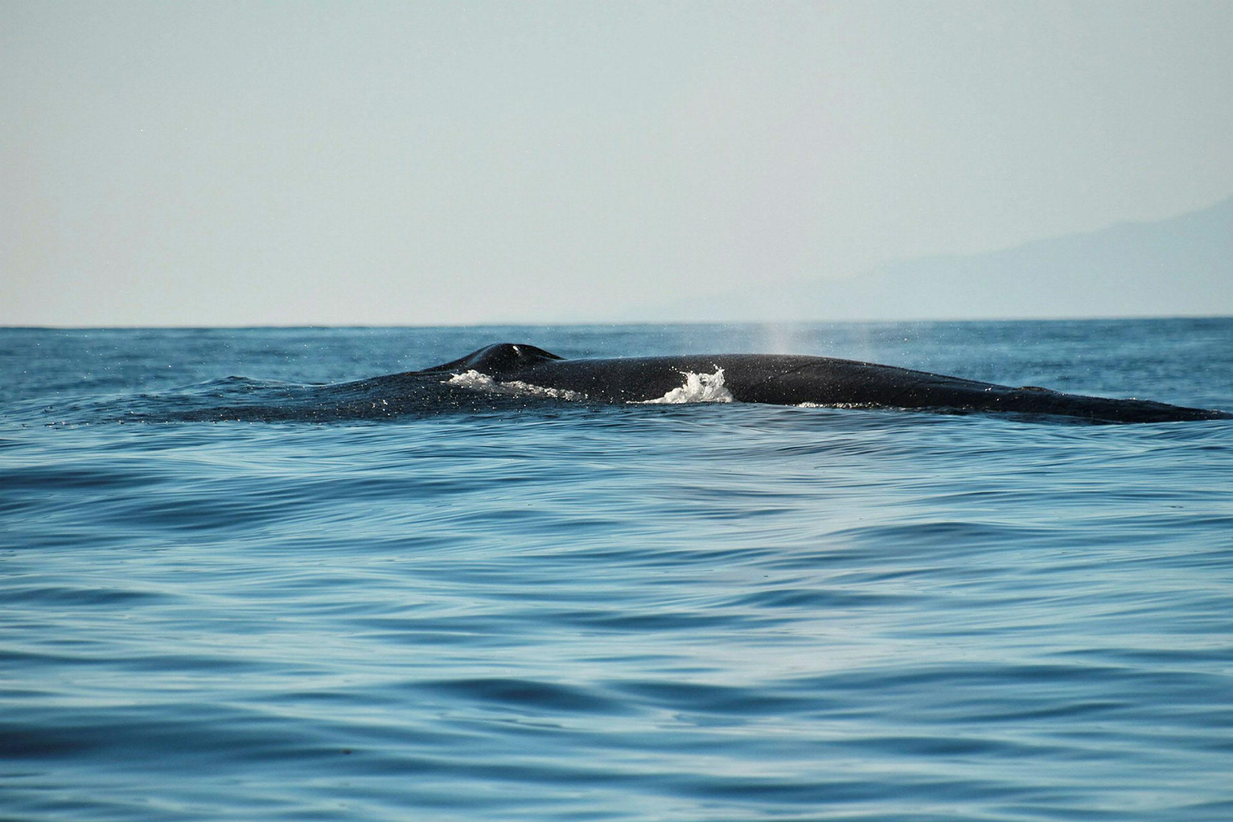 Hvalens rygg vises over vannoverflaten i havet. (AI-generert tekst)