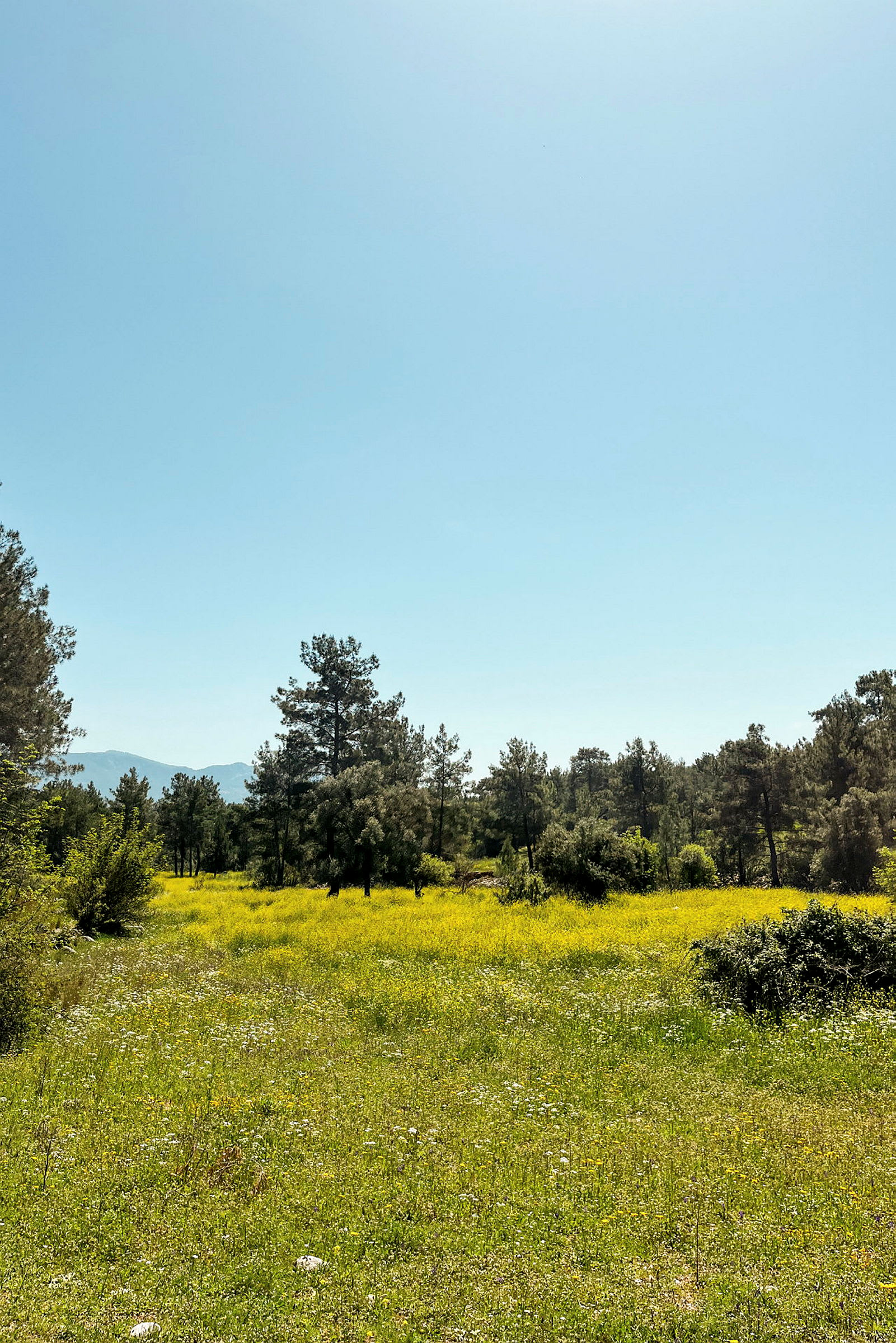 Et grønt felt fullt av gule blomster, omgitt av trær og med en klar blå himmel. (AI-generert tekst)