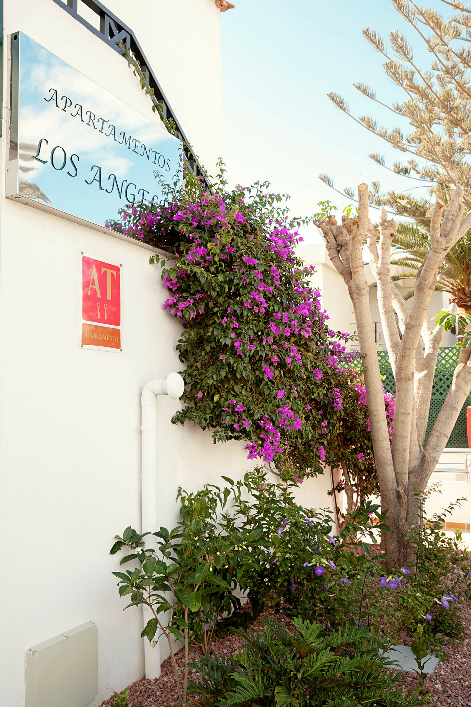Skiltet for leiligheter med teksten 'Apartamentos Los Angeles' er omgitt av en blomstrende plante på en hvit vegg. (AI-generert tekst)
