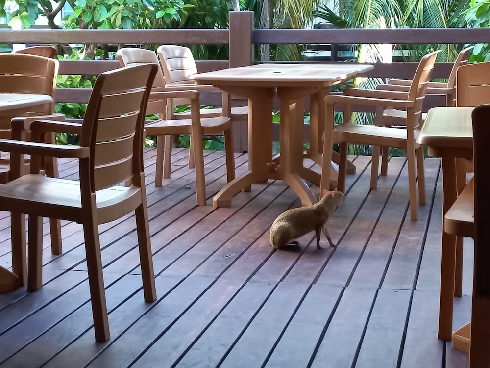 Terrasse/patio