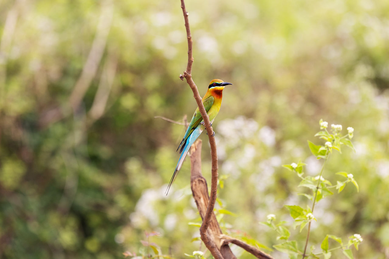 Udawalawe nasjonalpark