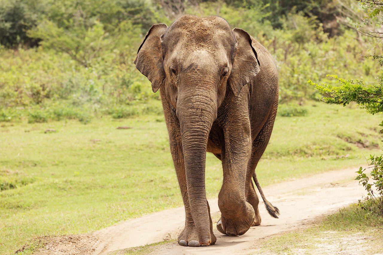 Udawalawe nasjonalpark