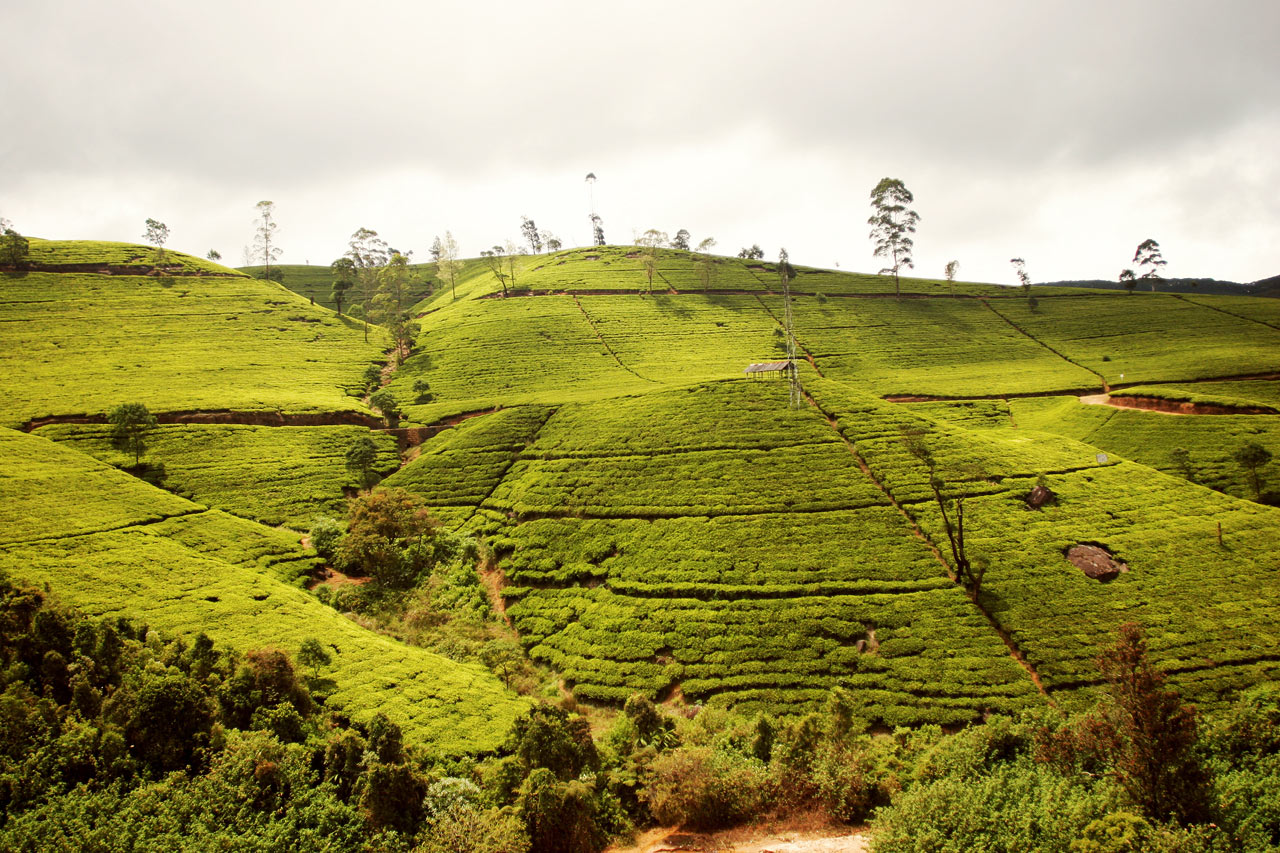 Nuwara Eliya teplantasje